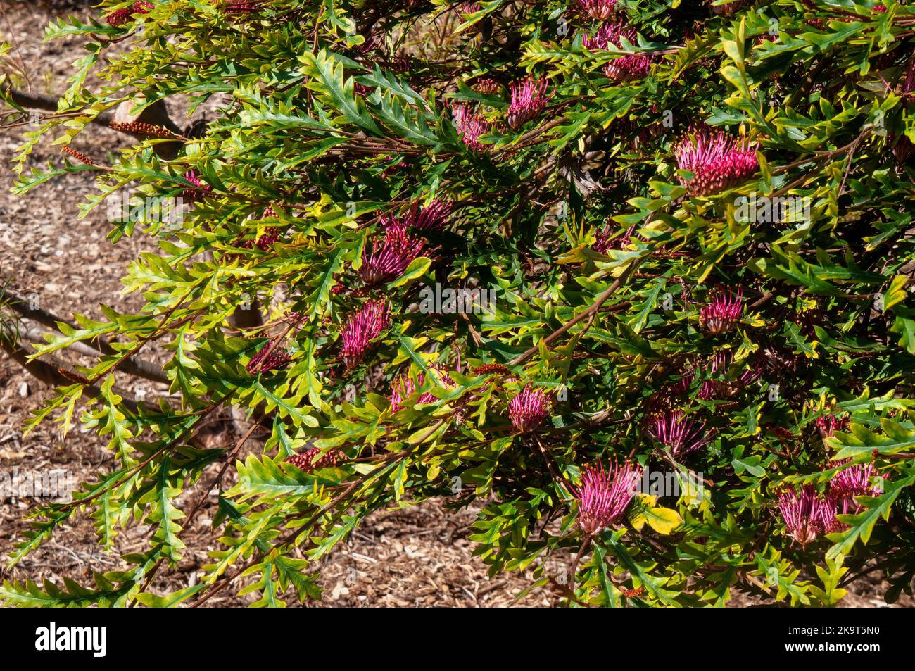 Sydney Australia, un arbusto di Gevillea 'poorinda Royal mantle' con fiori rosa luminosi Foto Stock