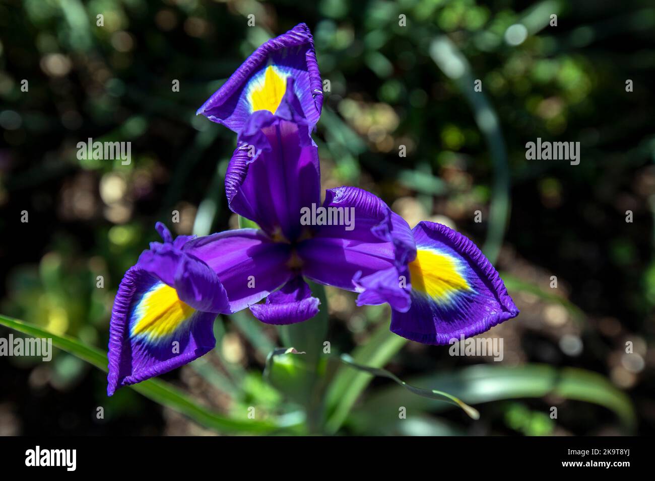 Un Iris olandese (nome scientifico Iris x hollandica) che cresce in un giardino nello stato dell'Australia Meridionale in Australia. Foto Stock