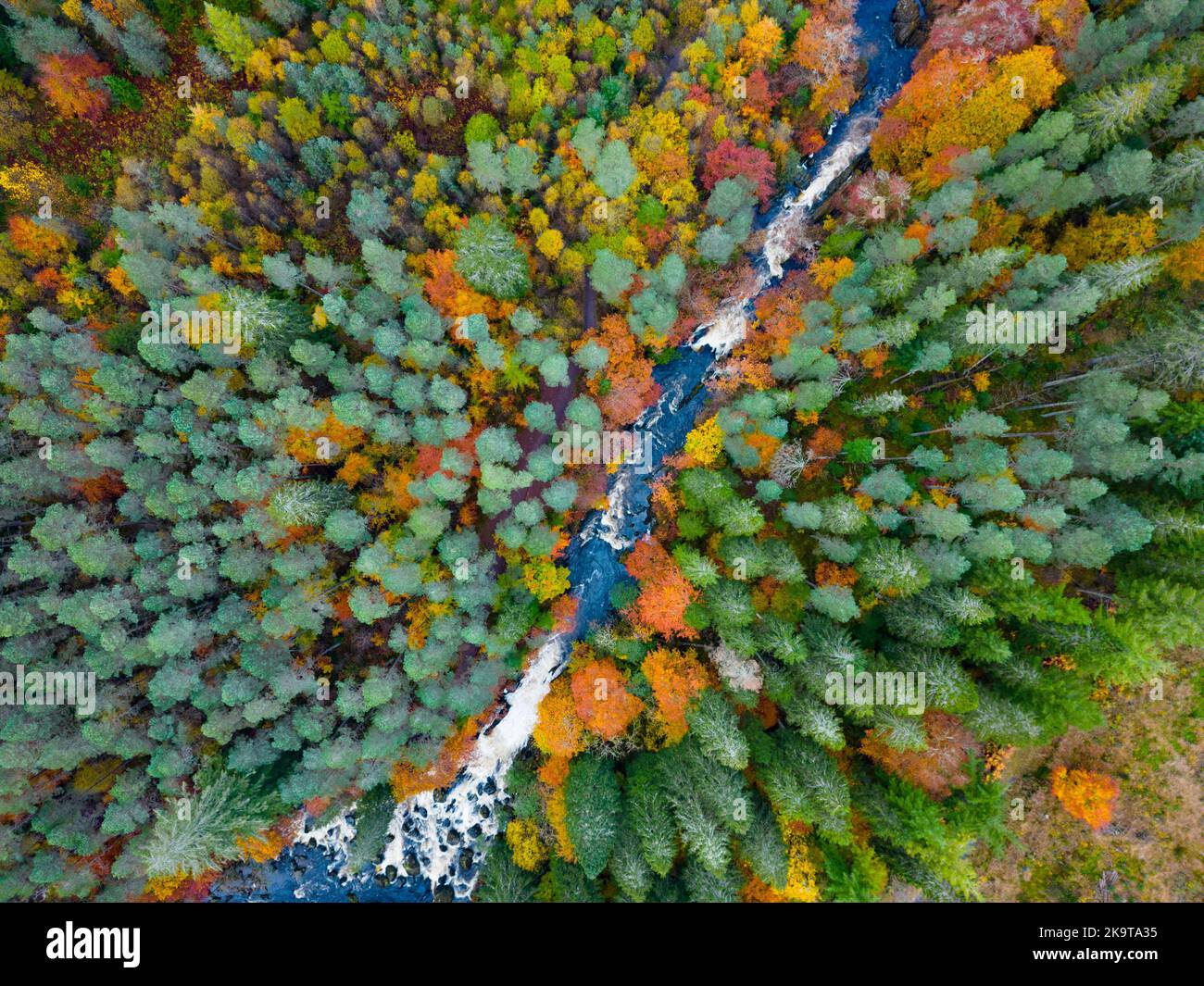 Viste spettacolari dei colori autunnali nel bosco accanto al fiume Braan alle cascate di Braan all'Hermitage, Dunkeld, Scozia Foto Stock