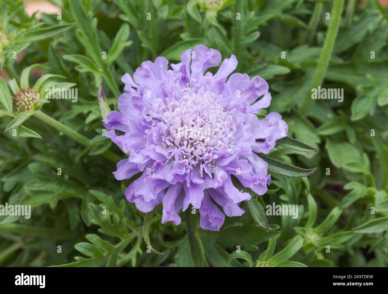 Scabious "i diamanti blu', Scabiosa Foto Stock