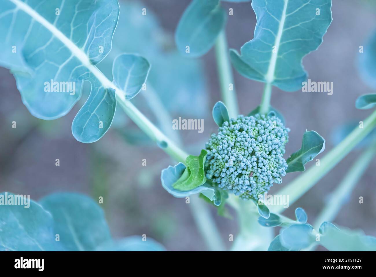 Focalizzazione selettiva sulla testa fiorente di una pianta di broccoli (Brassica oleracea) da una prospettiva aerea. Foto Stock