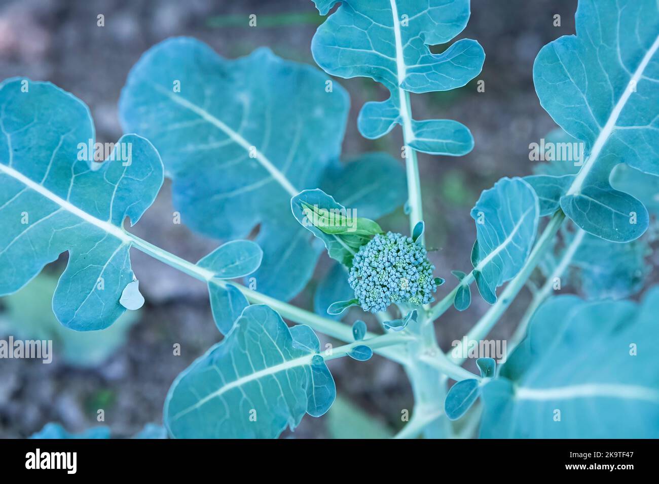 Primo piano di una singola pianta di broccoli (Brassica oleracea) che sta iniziando a uscire. Foto Stock