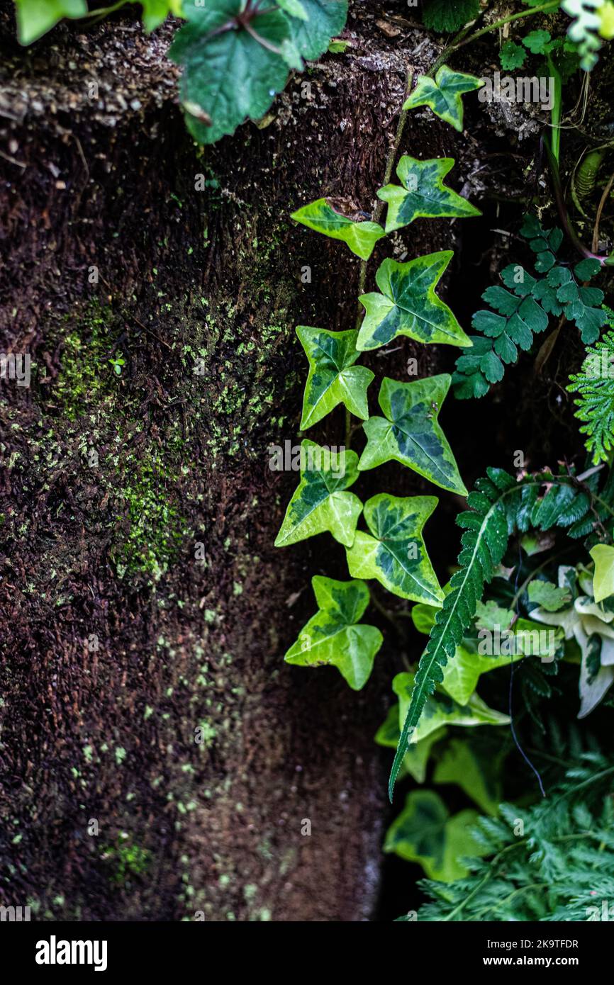 L'edera inglese variegata scende in un tronco marrone Foto Stock