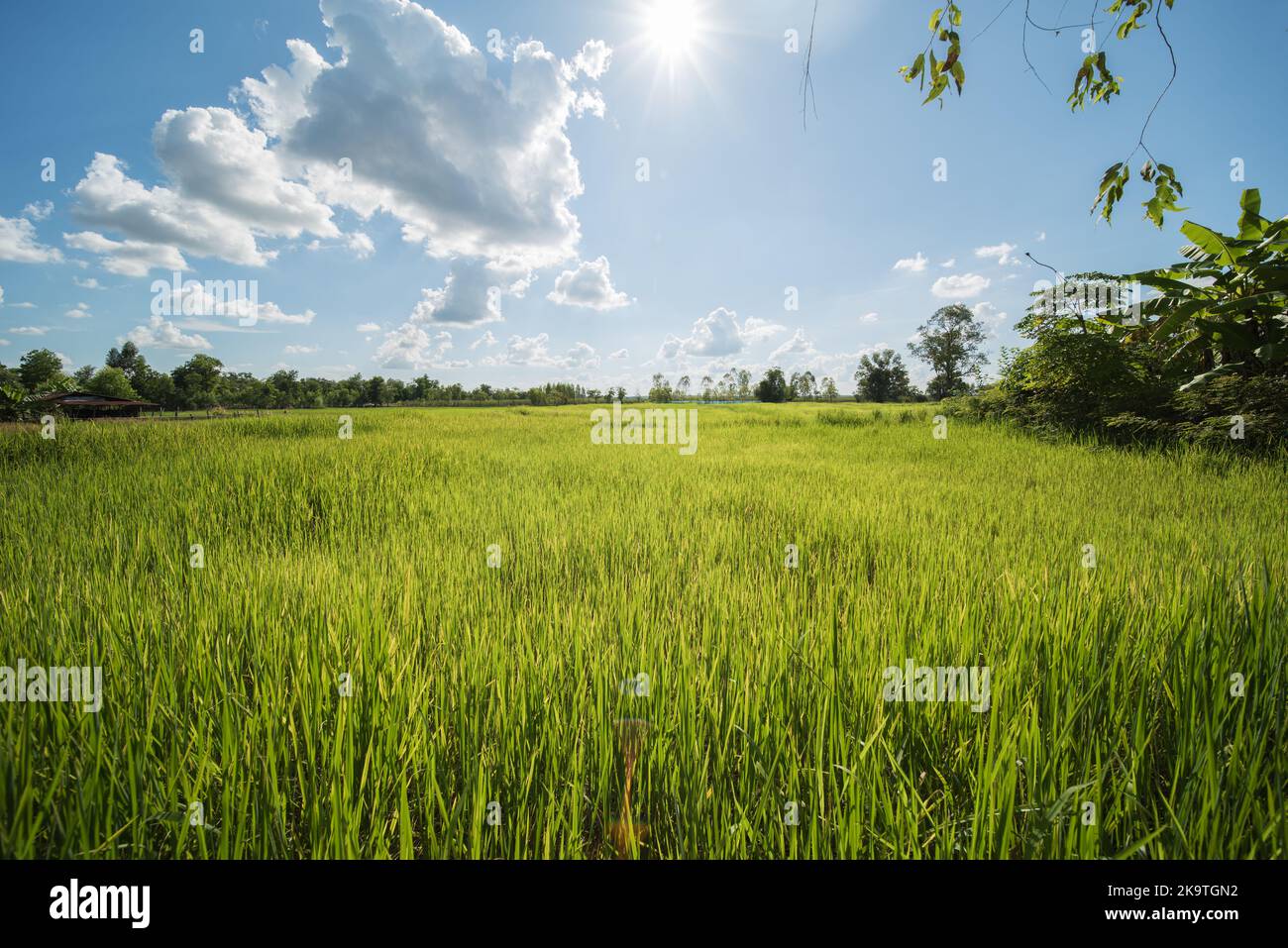 Risaie campo paesaggio nel nord-est della Thailandia con il sole basso nel cielo. provincia di udon thani. Foto Stock