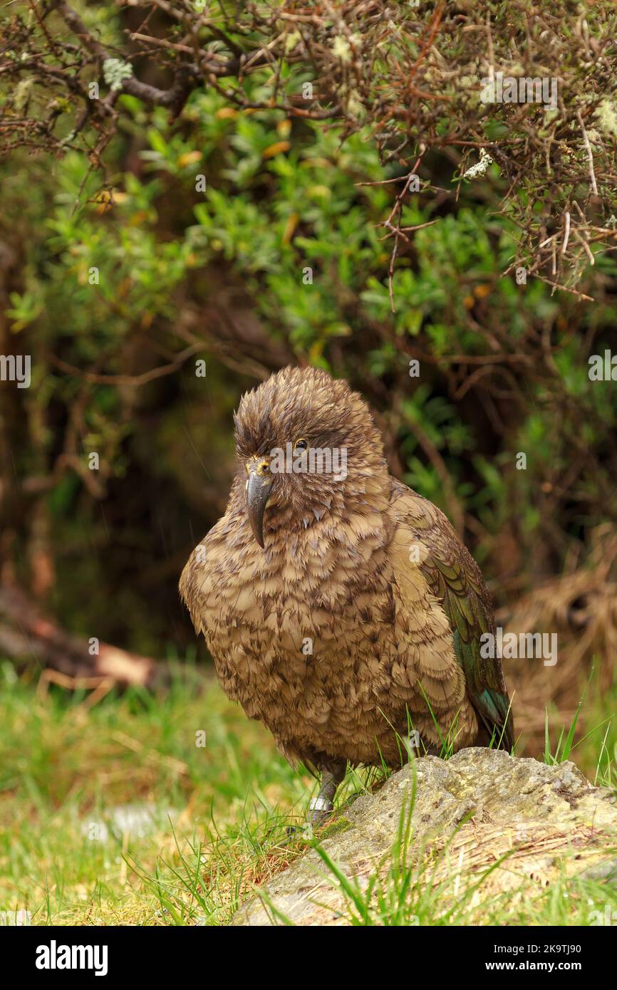 Un kea, pappagallo alpino trovato solo in Nuova Zelanda, al riparo dalla pioggia sotto un cespuglio Foto Stock