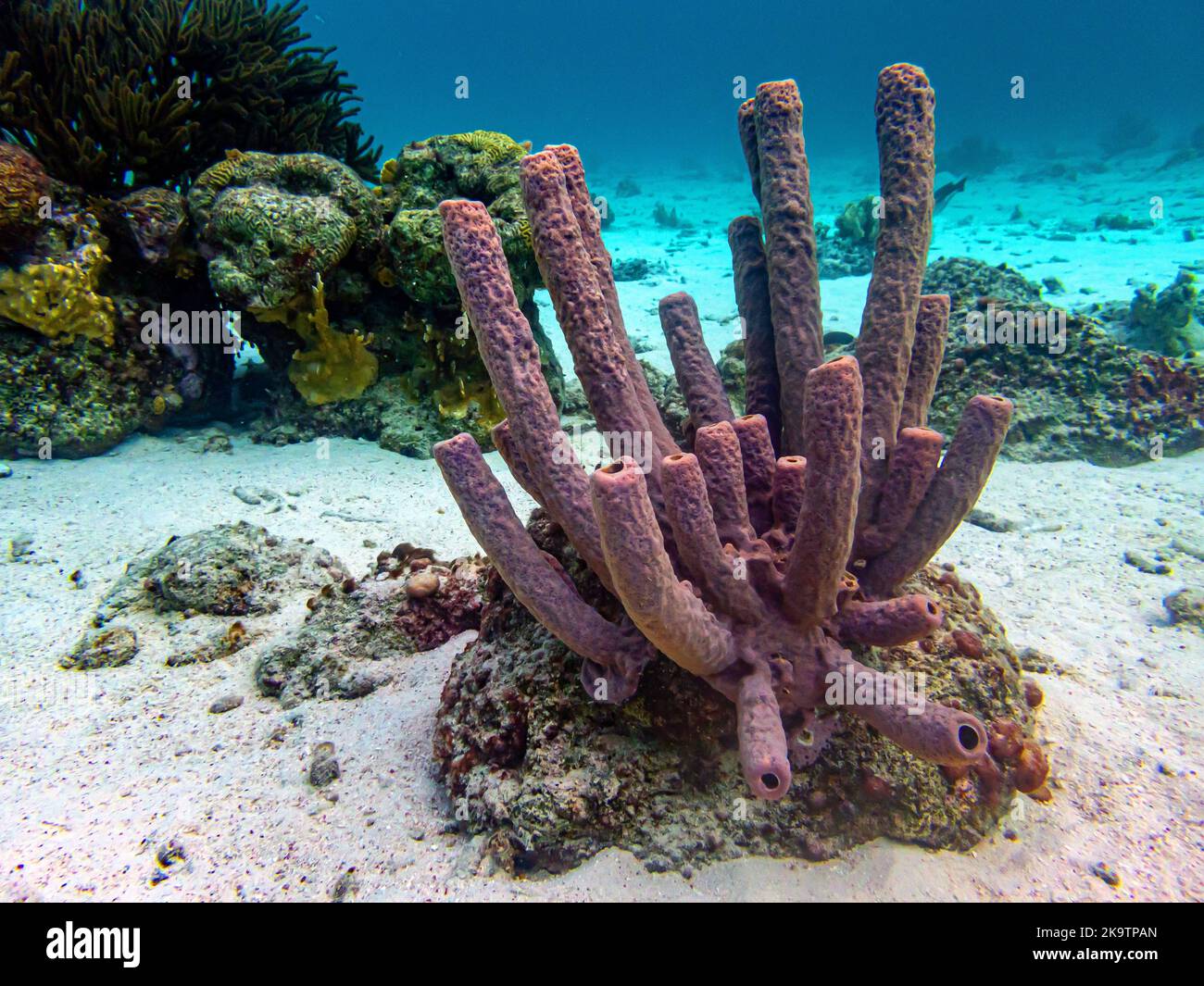 Una scogliera corallina caraibica Foto Stock