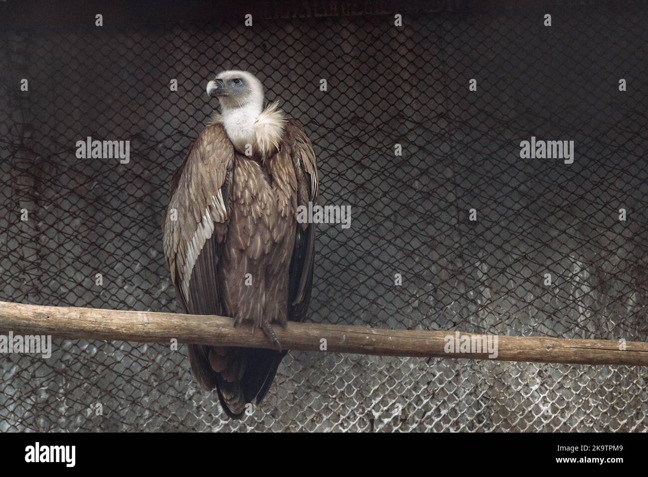 Avvoltoio griffon eurasiatico o palestre fulvus nel parco Foto Stock
