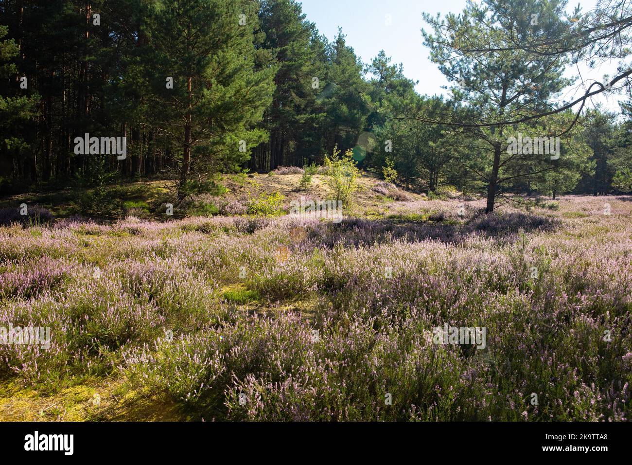 Zona di erica con erica fiorita e pini Foto Stock