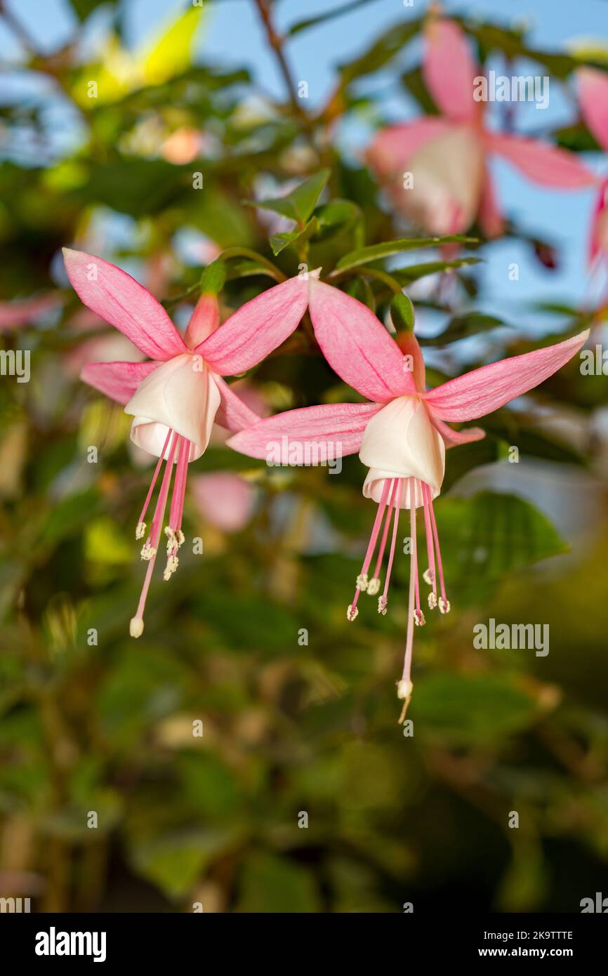 Due fiori di Fuchsia appesi in un giardino Hertfordshire in una bella giornata autunnale. Foto Stock