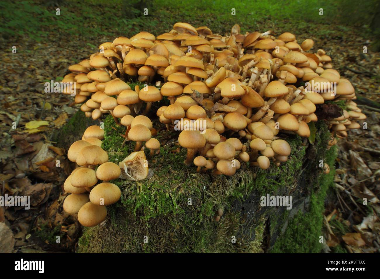 Legno rivestito (Kuehneromyces mutabilis), Gruppo, moncone, spugna per stock, Kuehneromyces, Traeuschlingsartige, Strofariaceae, funghi porcini Foto Stock