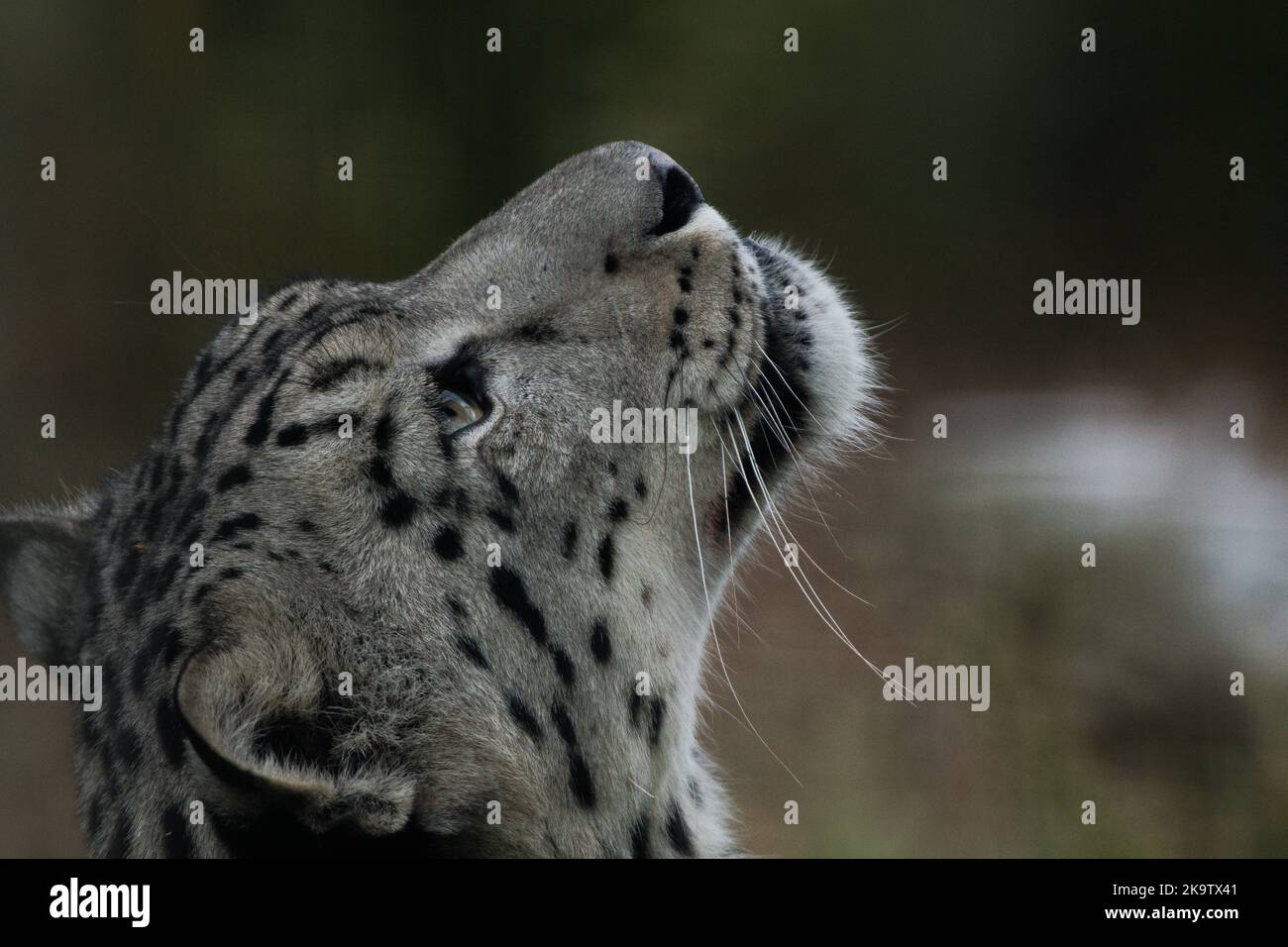 Leopardo guardando il cibo Foto Stock