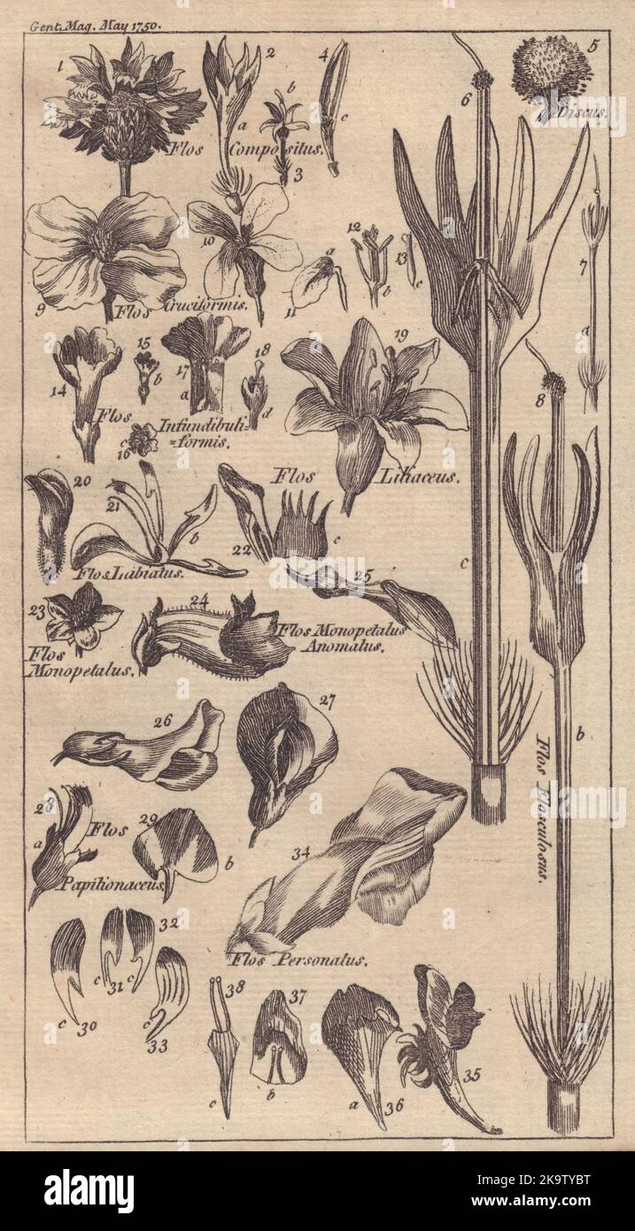 Trentaquattro figure di fiori, esplicative dei loro nomi scientifici 1750 Foto Stock