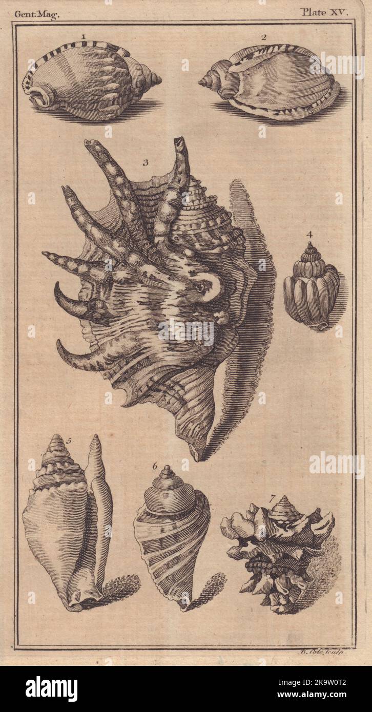 Una serie di conchiglie marine. Decorativo. GENTES MAG 1758 vecchia foto in stampa antica Foto Stock