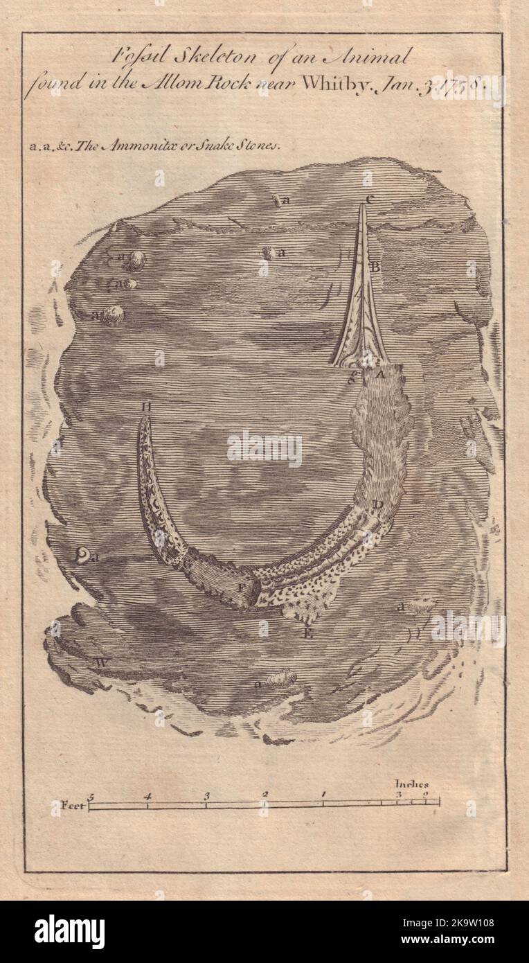 Scheletro fossile di un presunto alligatore trovato vicino Whitby. SIGNORI MAG 1760 Foto Stock