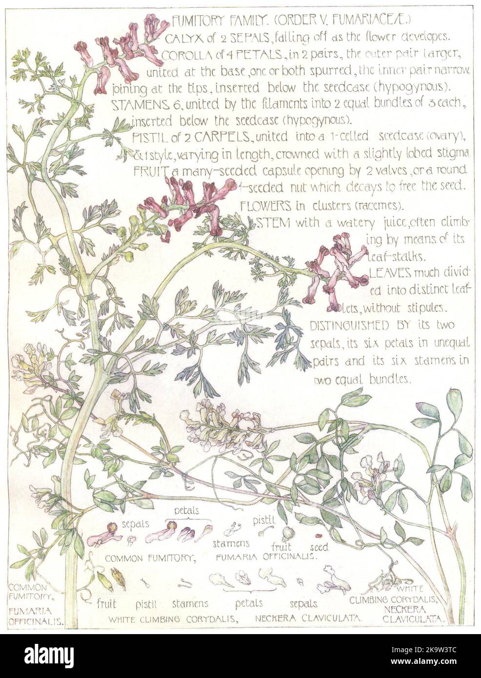 FIORI. Famiglia Fumitory. Fumariasceae. Comune Fumitorio; arrampicata bianca 1907 Foto Stock