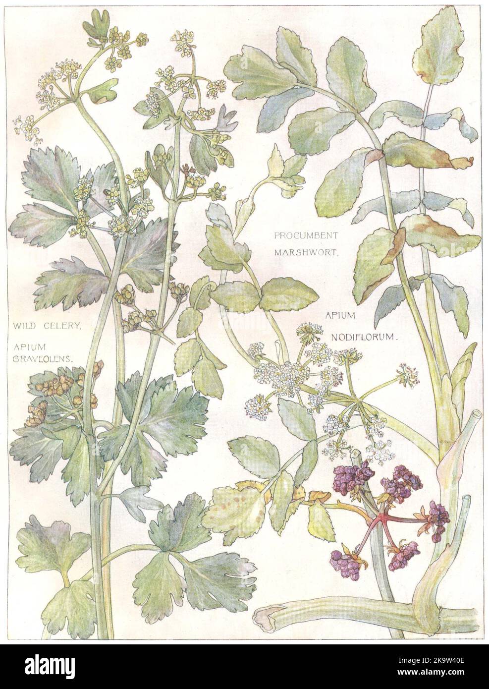 FIORI. Famiglia prezzemolo. Umbelliferae. Sedano selvatico; Marshwort Procumente 1907 Foto Stock