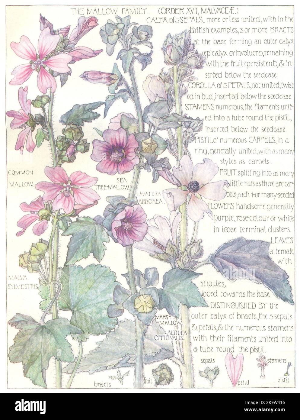 FIORI. Mallow. Malvaceae. Comune Mallow; Sea Tree-Mallow; Marsh Mallow 1907 Foto Stock