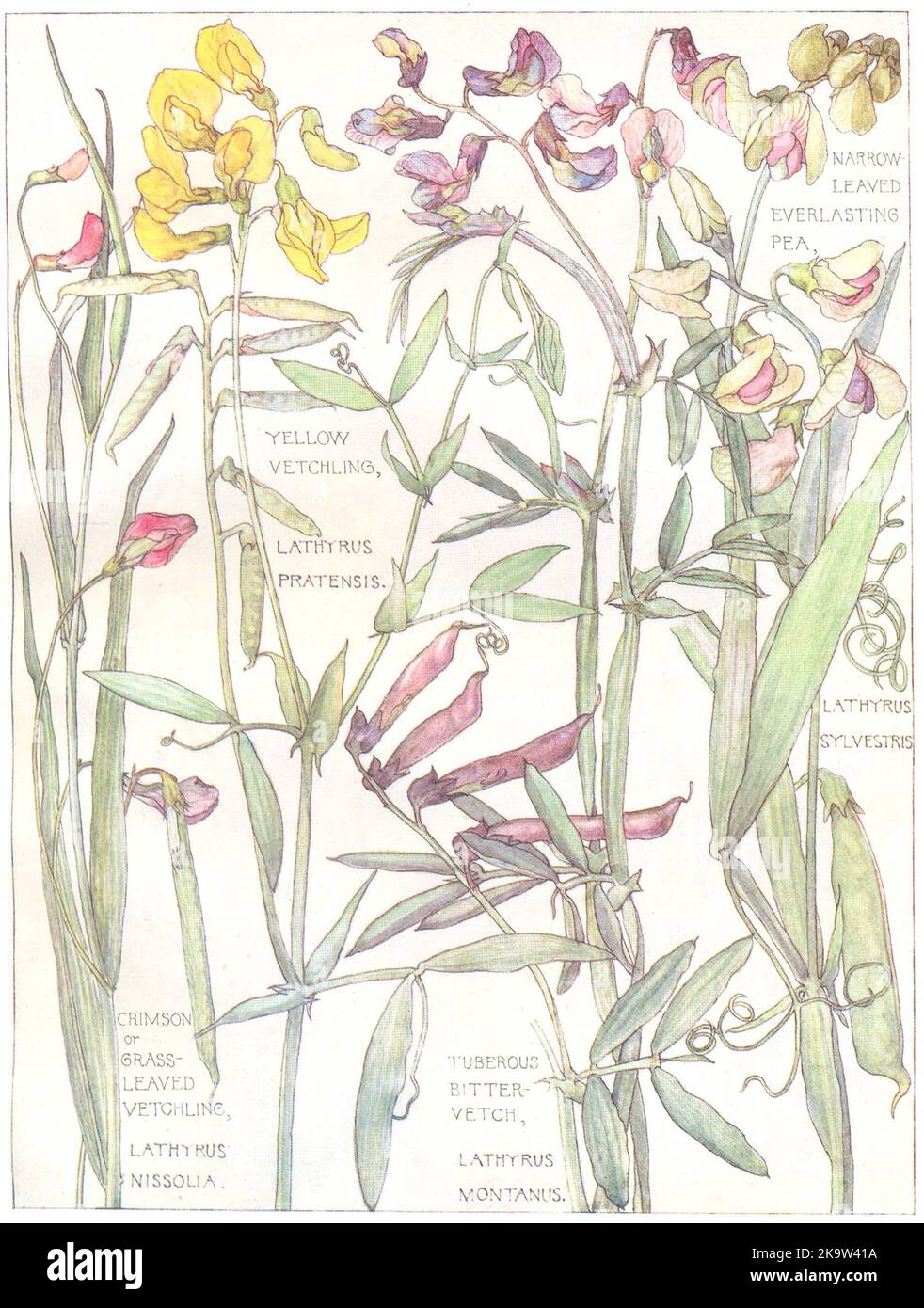 PISELLI. Vetchling con fornello stretto; giallo, erba crimson Vetchling con fornello; Vetch 1907 Foto Stock