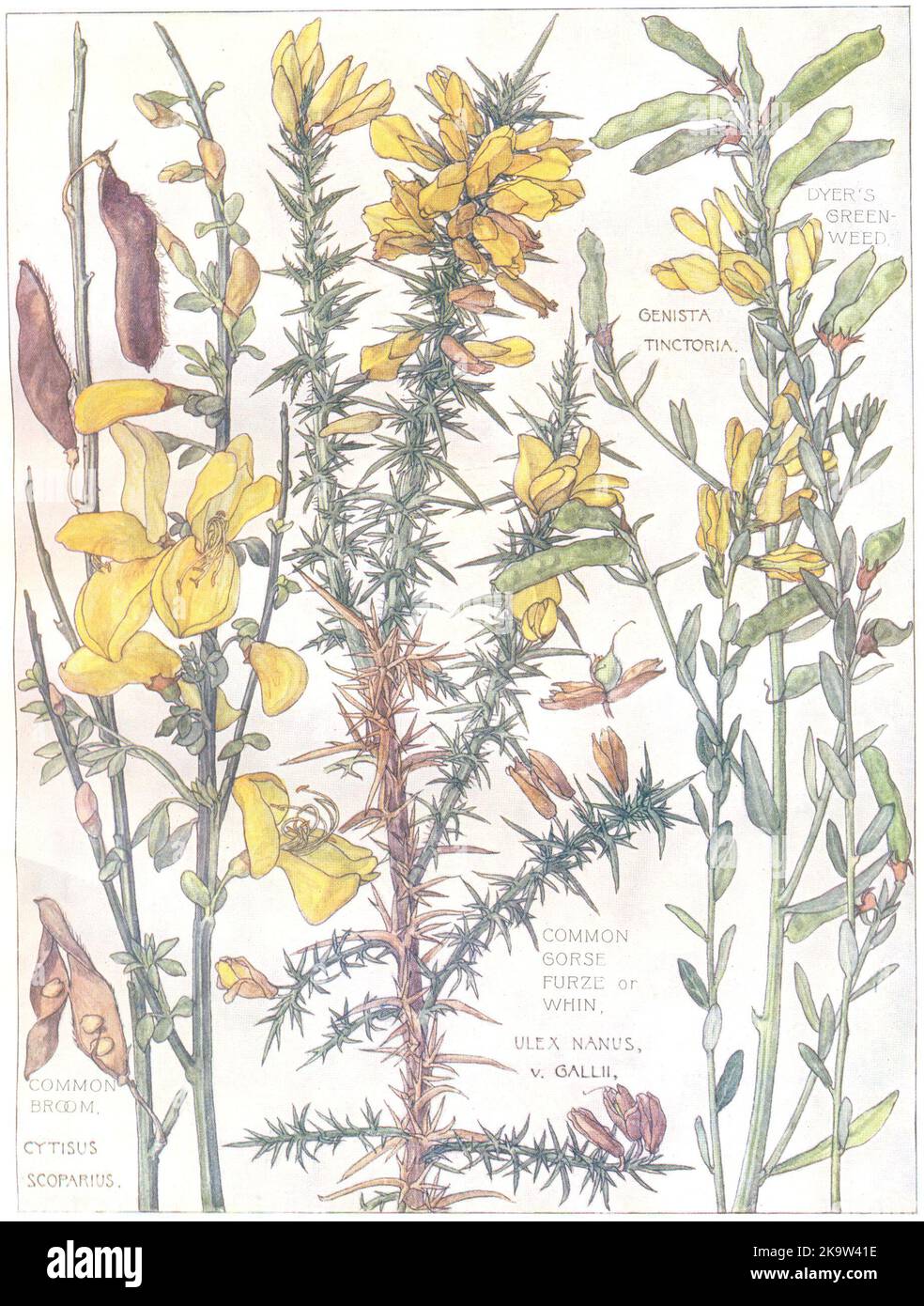 FLOWERS.Pea.Leguminosae.Dyer's Greenweed;Gorse comune Furze Whin;Broom 1907 Foto Stock