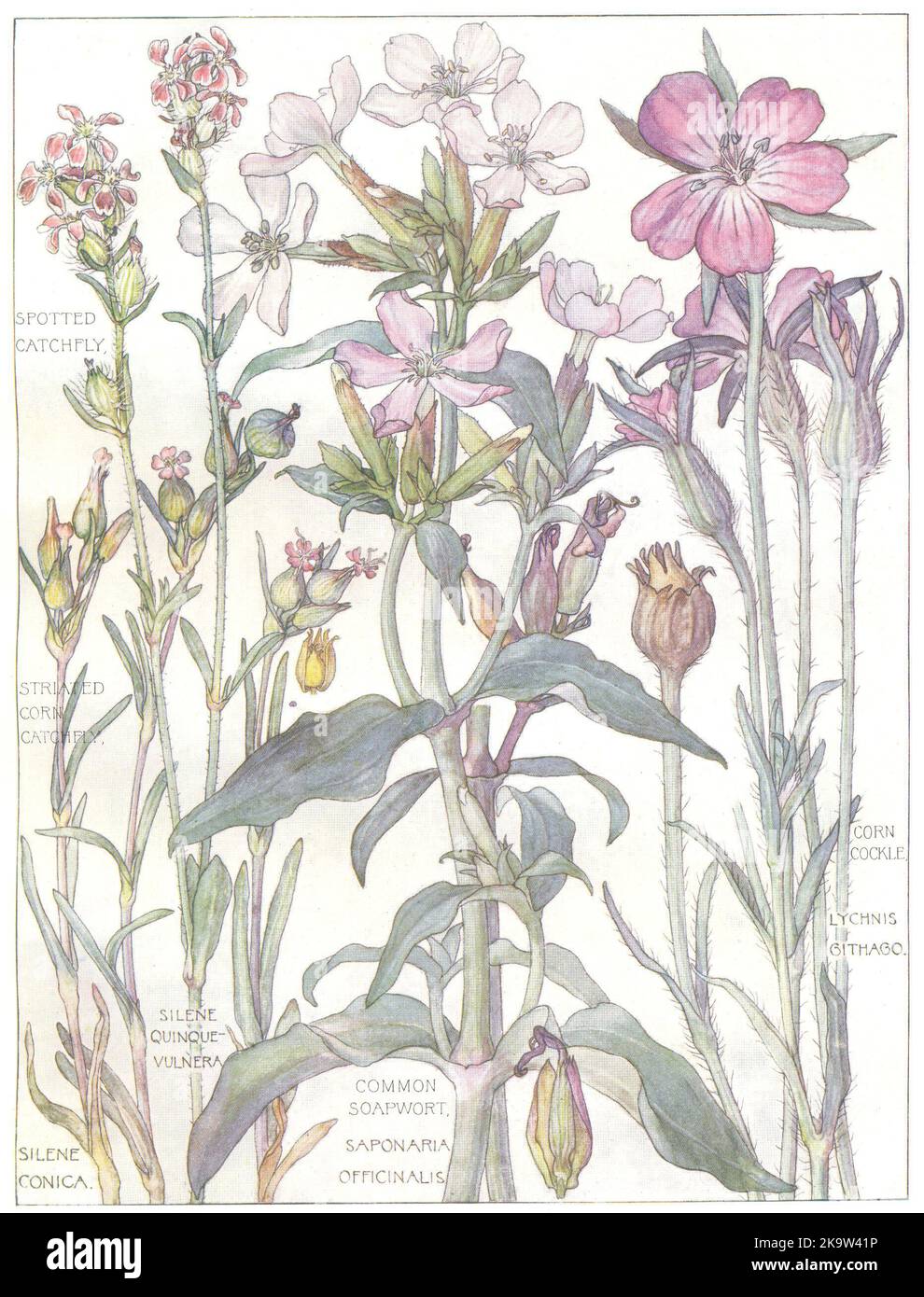 FIORI. Rosa.Caryophylleae.Spotted,Corn striato Catchfly;Cockle;soapwort 1907 Foto Stock