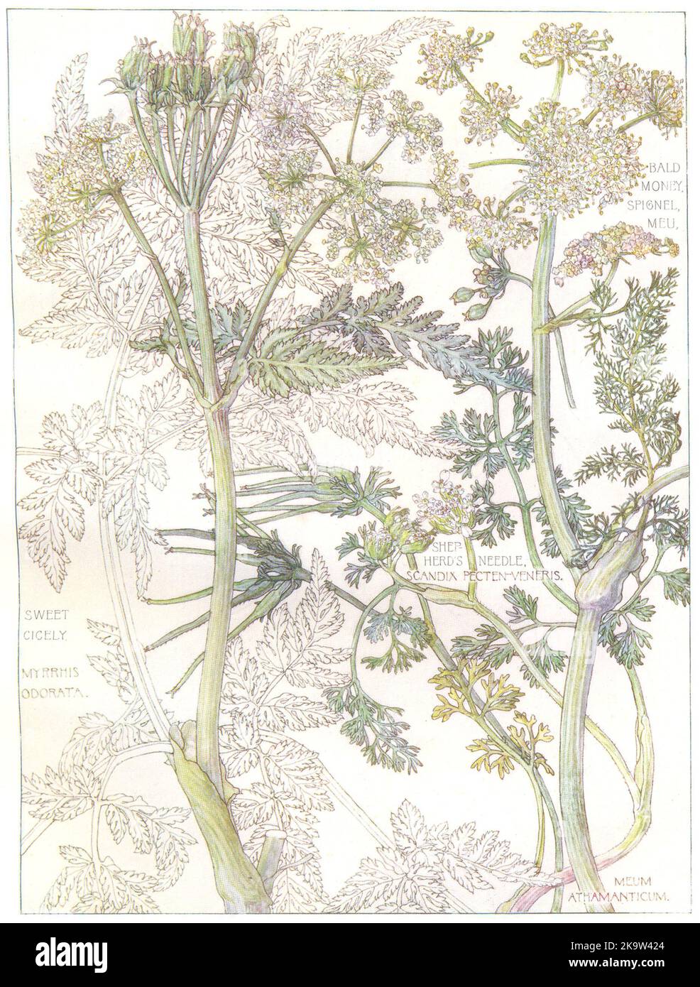 PREZZEMOLO.Umbelliferae.Bald Money Spignel Meu;Shep herd's Needle;Sweet Cicely 1907 Foto Stock