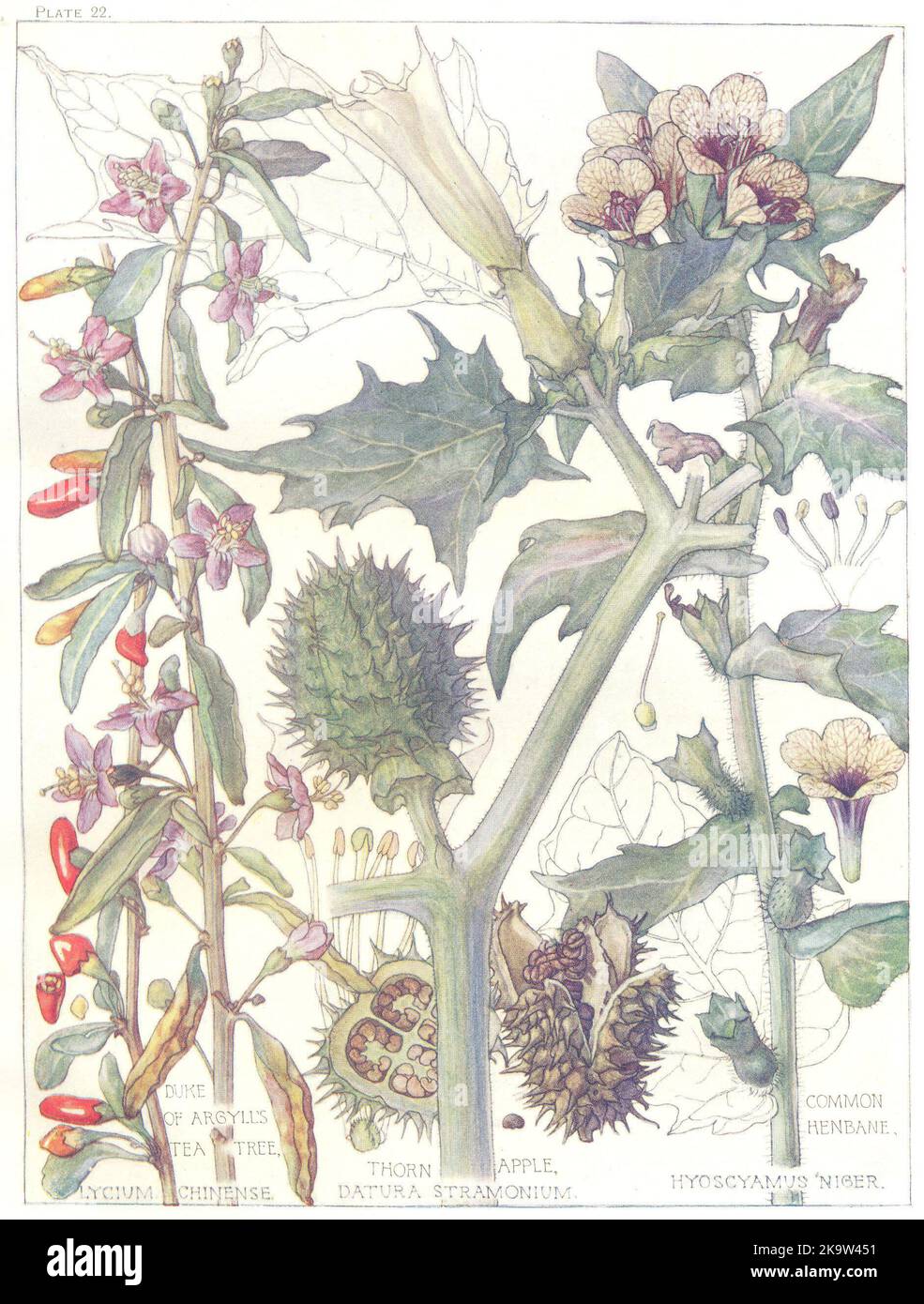 FLOWERS.Nightshade.Solanaceae.Duke of Argyll's Tea Tree;Mela di Torno;henbane 1907 Foto Stock