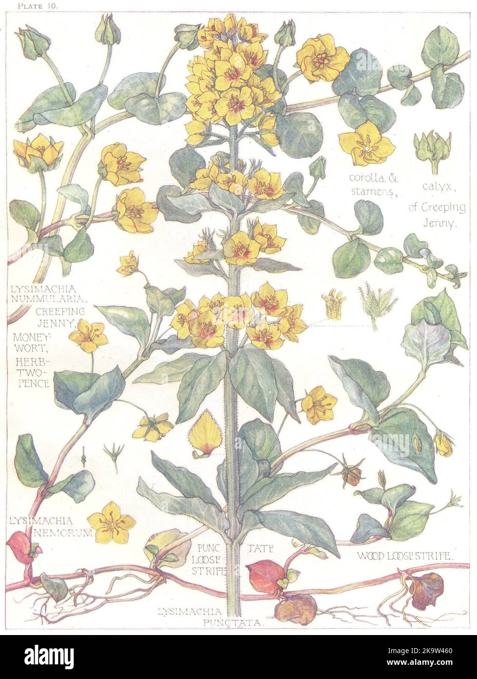 PRIMULE. Creeping Jenny;Moneywort;Herb Twopence;Punctate Wood Loosestrife 1907 Foto Stock