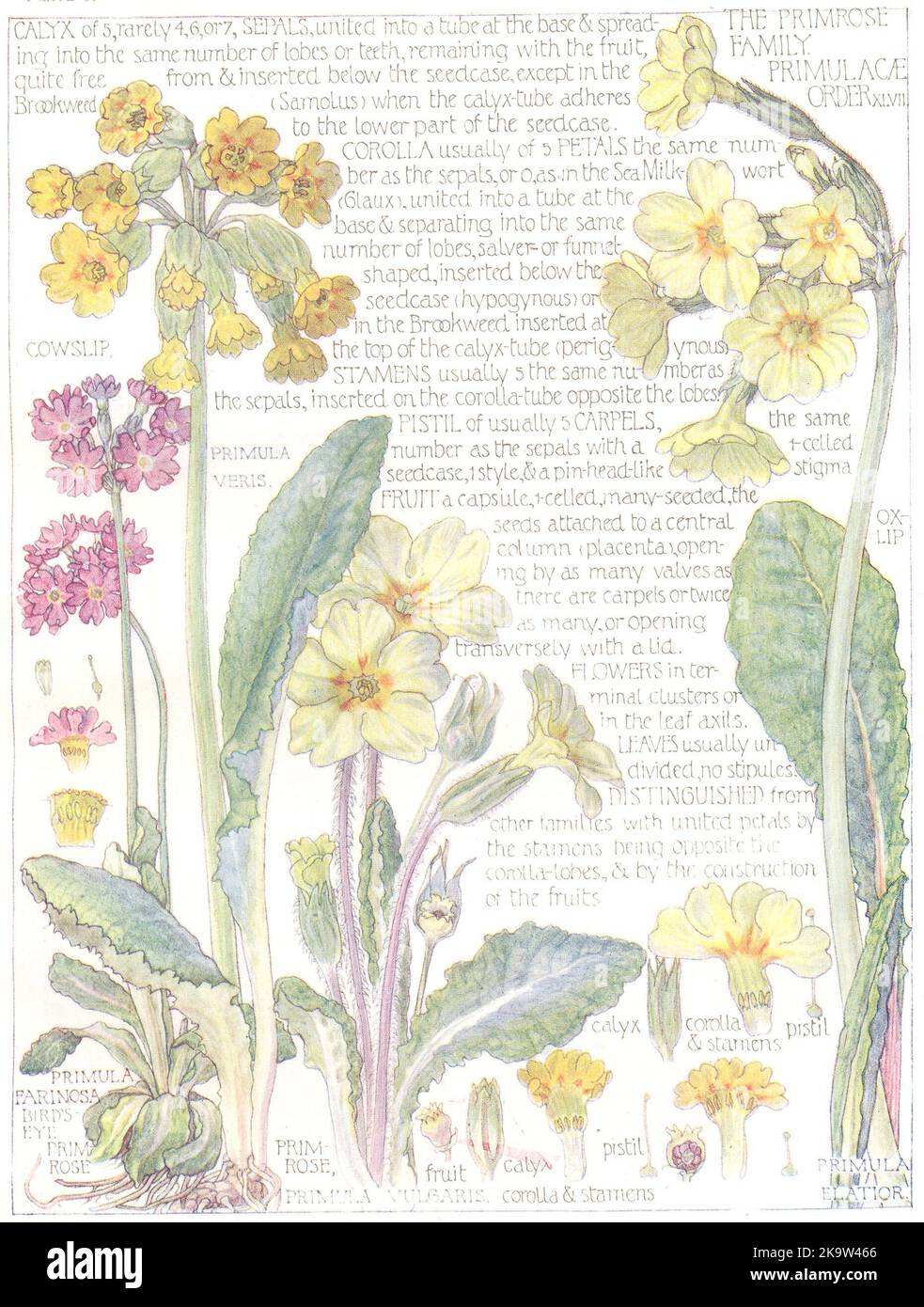 FIORI. Primrose Famiglia. Primulacee. Bird' Eye prim Rose 1907 vecchia stampa Foto Stock
