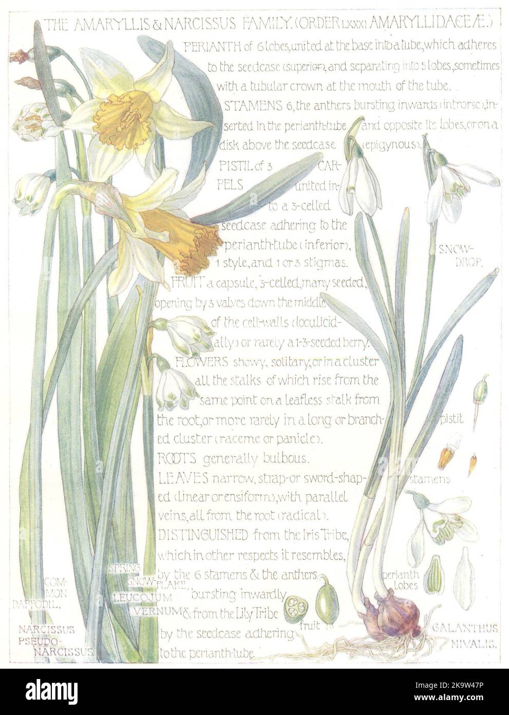 AMARYLLIS.Narcissus.Amaryllidaceae. Neve goccia; Daffodil; neve primavera-Flake 1907 Foto Stock