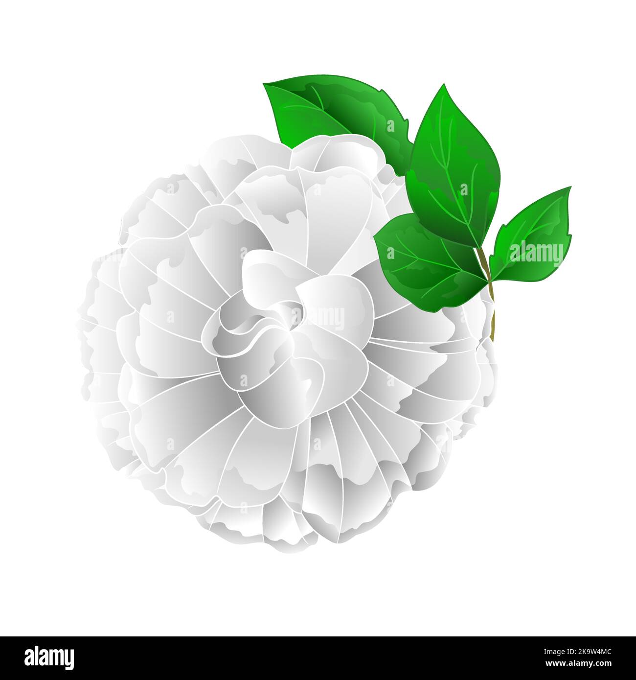 Fiore bianco rosa e foglie su uno sfondo bianco vintage vettore illustrazione modificabile disegno a mano Illustrazione Vettoriale