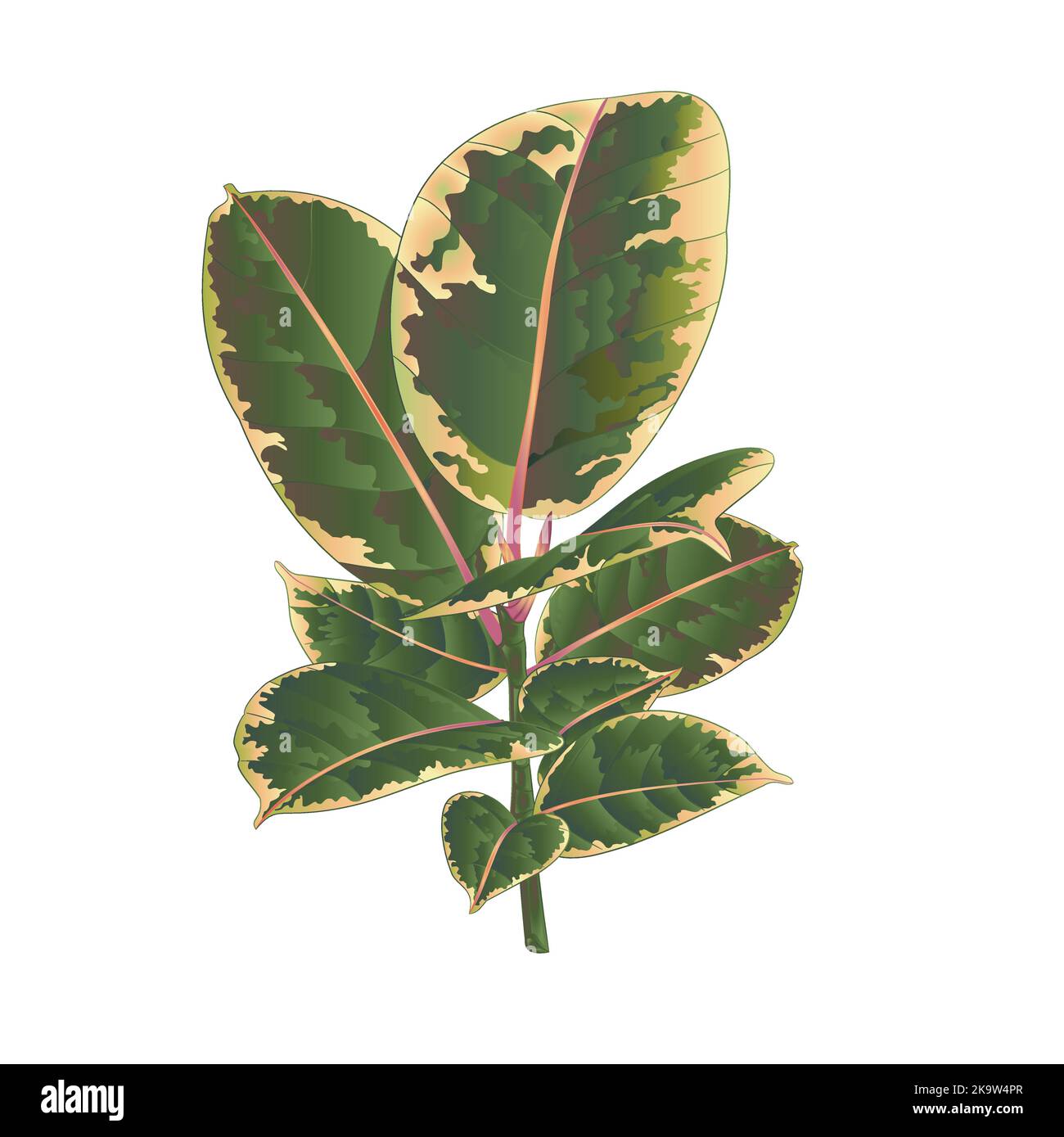 Ficus elastica Ruby ramo e foglie colorate isolato su uno sfondo bianco colore vintage Vector illustrazione modificabile disegnato a mano Illustrazione Vettoriale