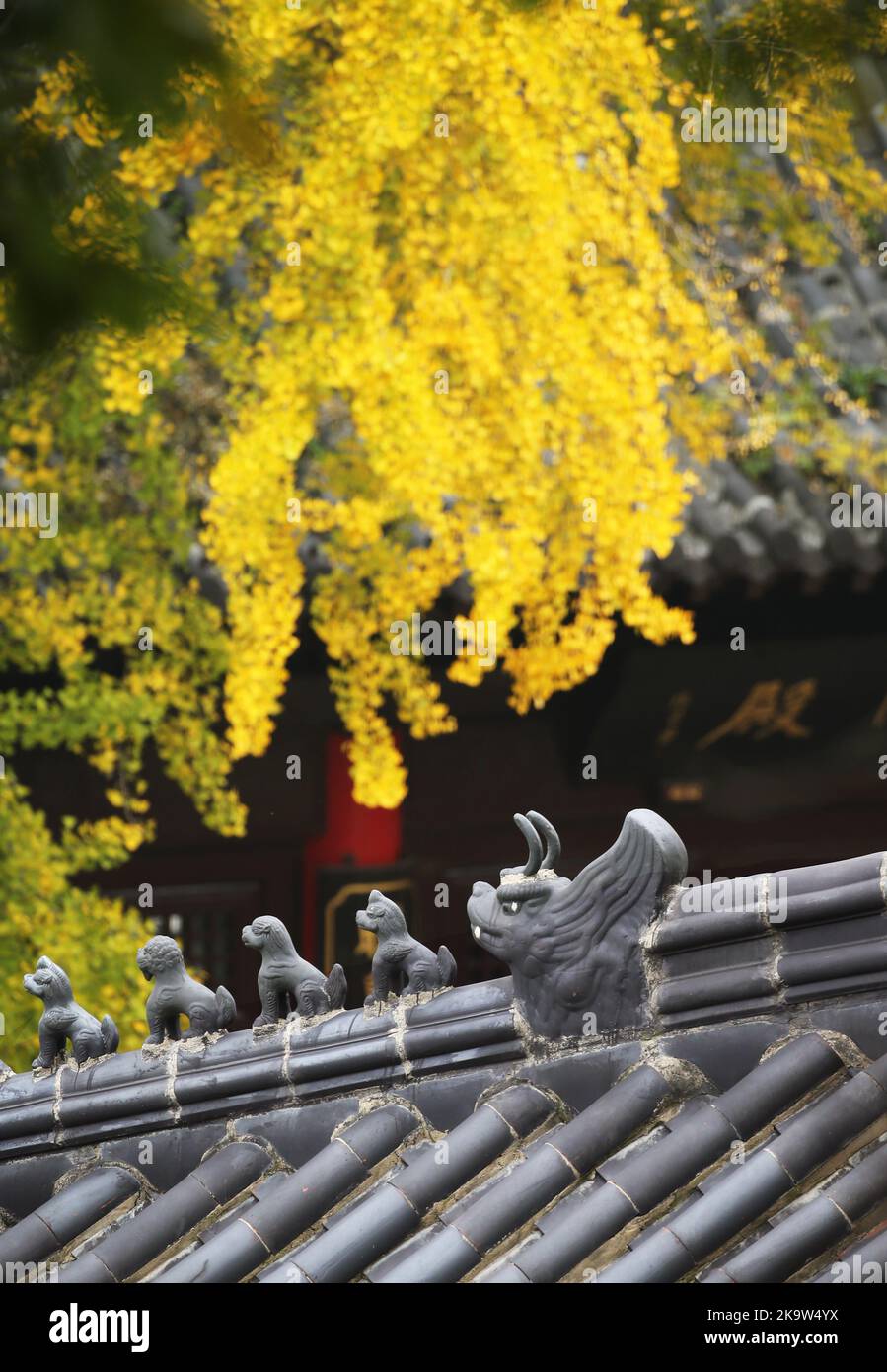 LIANYUNGANG, CINA - 30 OTTOBRE 2022 - Un ginkgo biloba è visto contro un edificio nel Palazzo Sanyuan, Huaguo montagna, Lianyungang città, Jiangsu Provincial Foto Stock