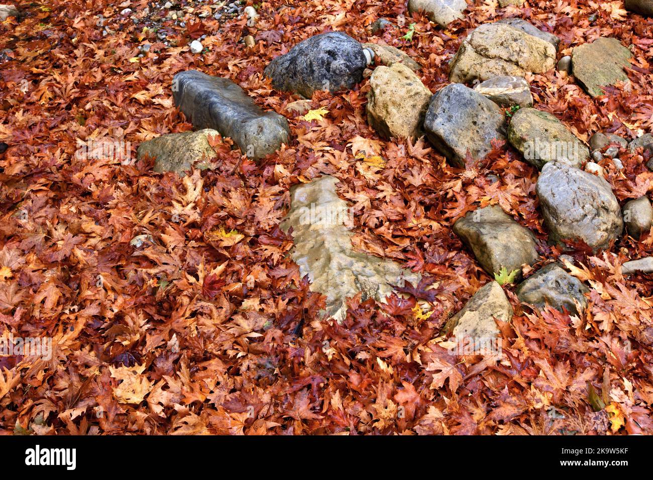Il colorato platanus lascia sul terreno durante la stagione autunnale, nell'isola montana di Creta, Grecia, Europa Foto Stock