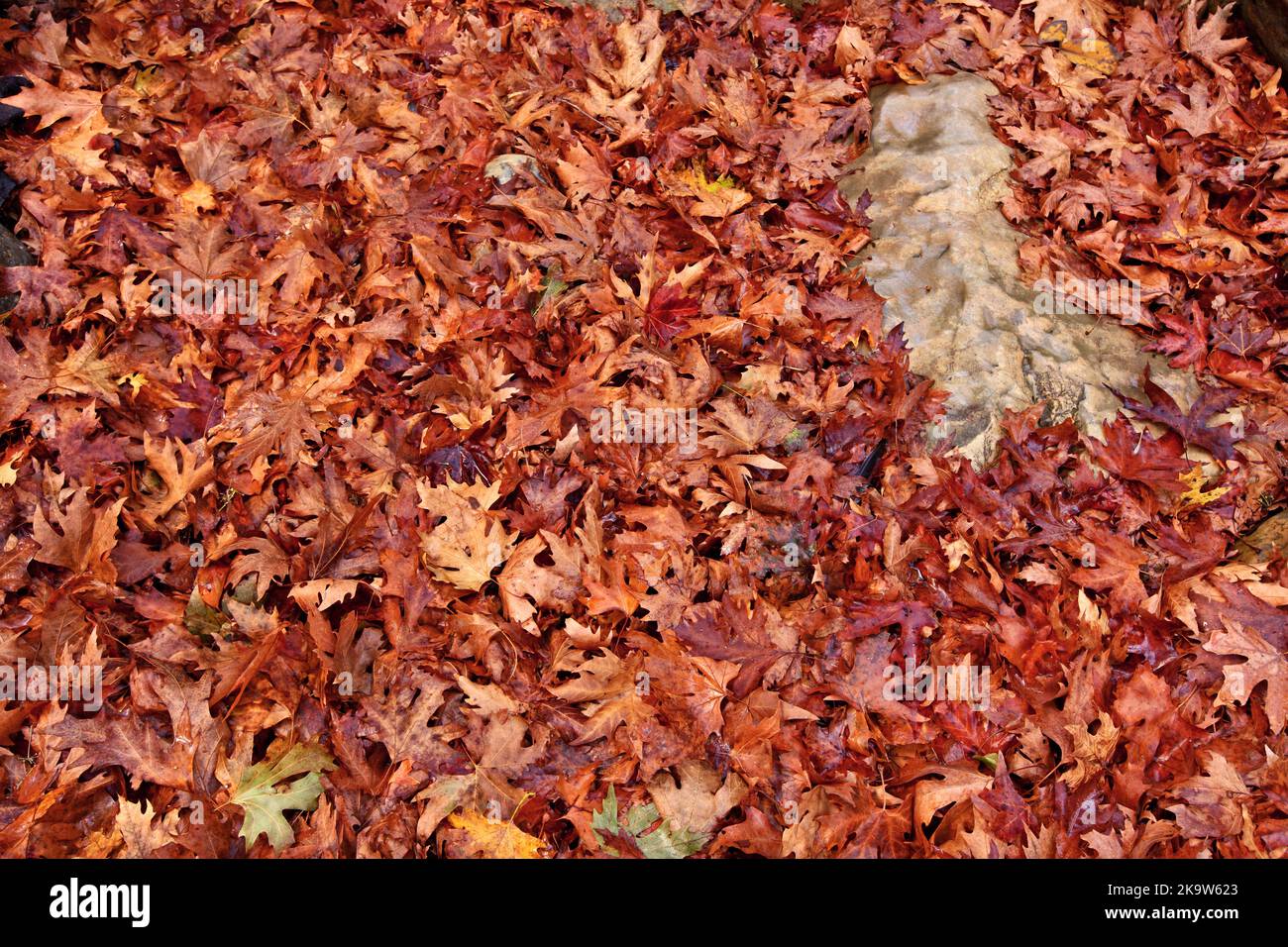 Il colorato platanus lascia sul terreno durante la stagione autunnale, nell'isola montana di Creta, Grecia, Europa Foto Stock