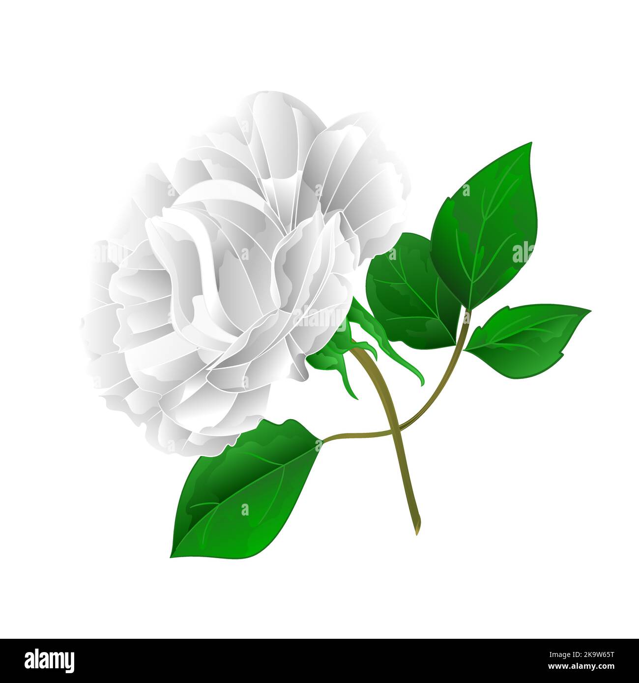 Bianco rosa e foglie su uno sfondo bianco vintage vettore illustrazione modificabile disegno a mano Illustrazione Vettoriale