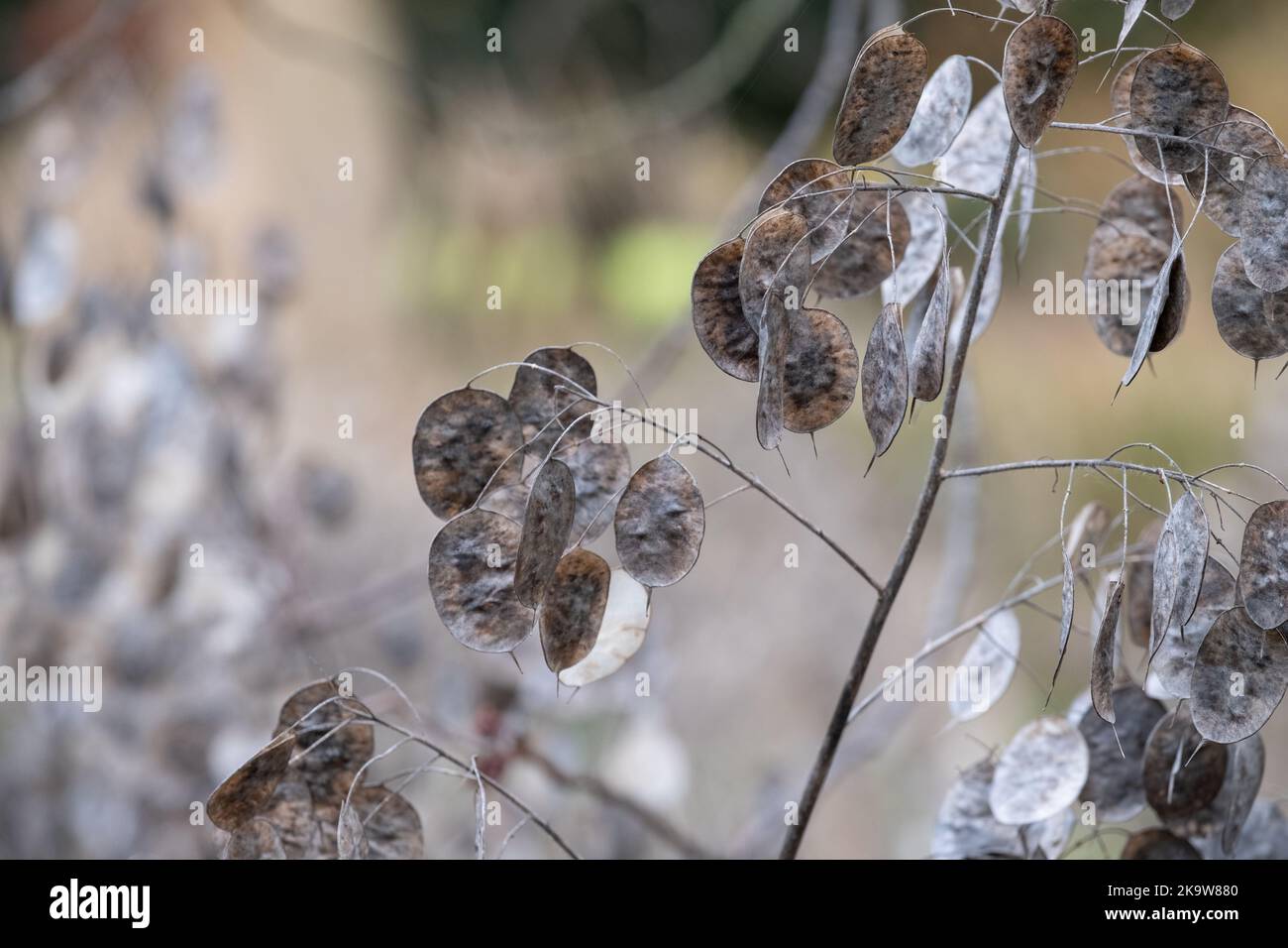 Baccelli di semi essiccati con argentia della pianta di Lunaria Annua, chiamati onestà o onestà annuale. Fotografato a fine autunno a Wisley, Surrey, Regno Unito. Foto Stock