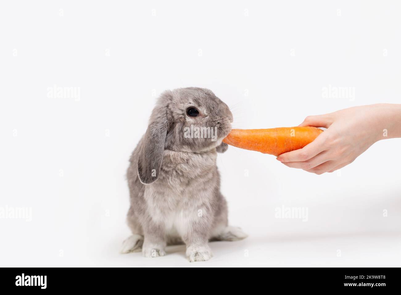 Cute fluffy grigio conigli decorativi piega per mangiare carote, che il veterinario gli dà. Sfondo bianco. Spazio di copia. Nutrizione organica naturale e. Foto Stock