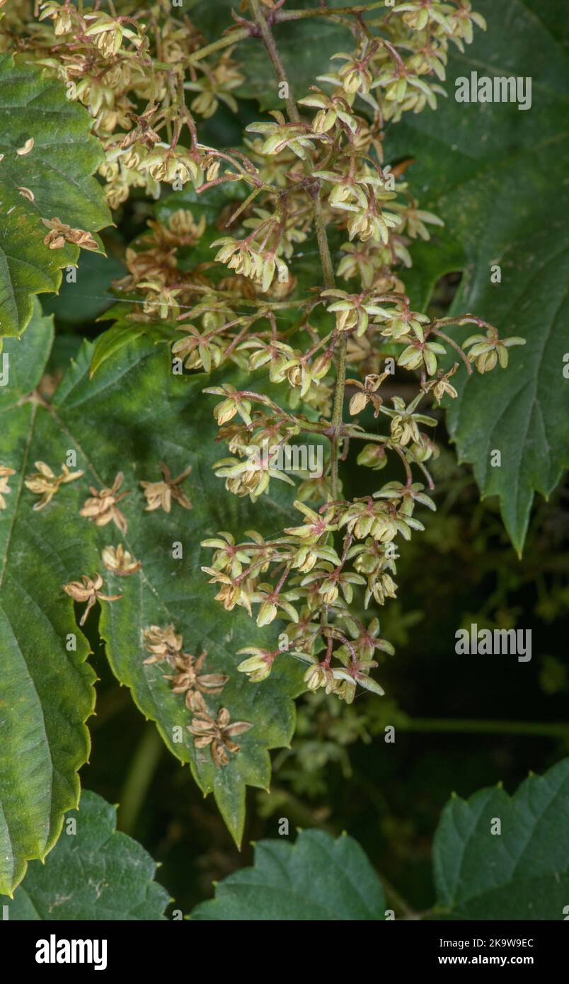 Wild Hop, Humulus lupulus, pianta femminile in fiore in autunno. Foto Stock