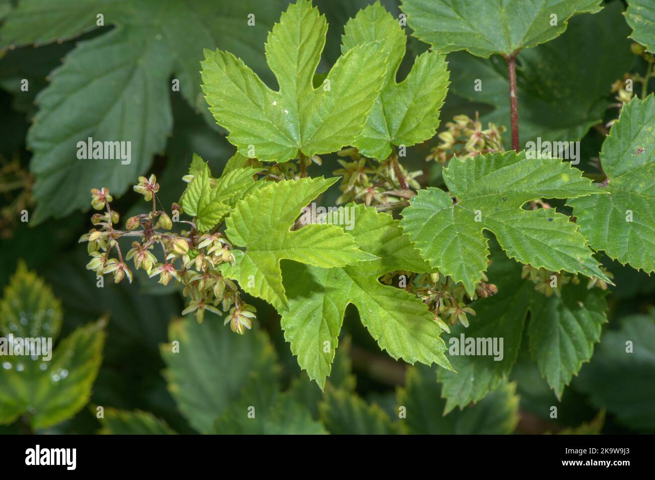 Wild Hop, Humulus lupulus, pianta femminile in fiore in autunno. Foto Stock