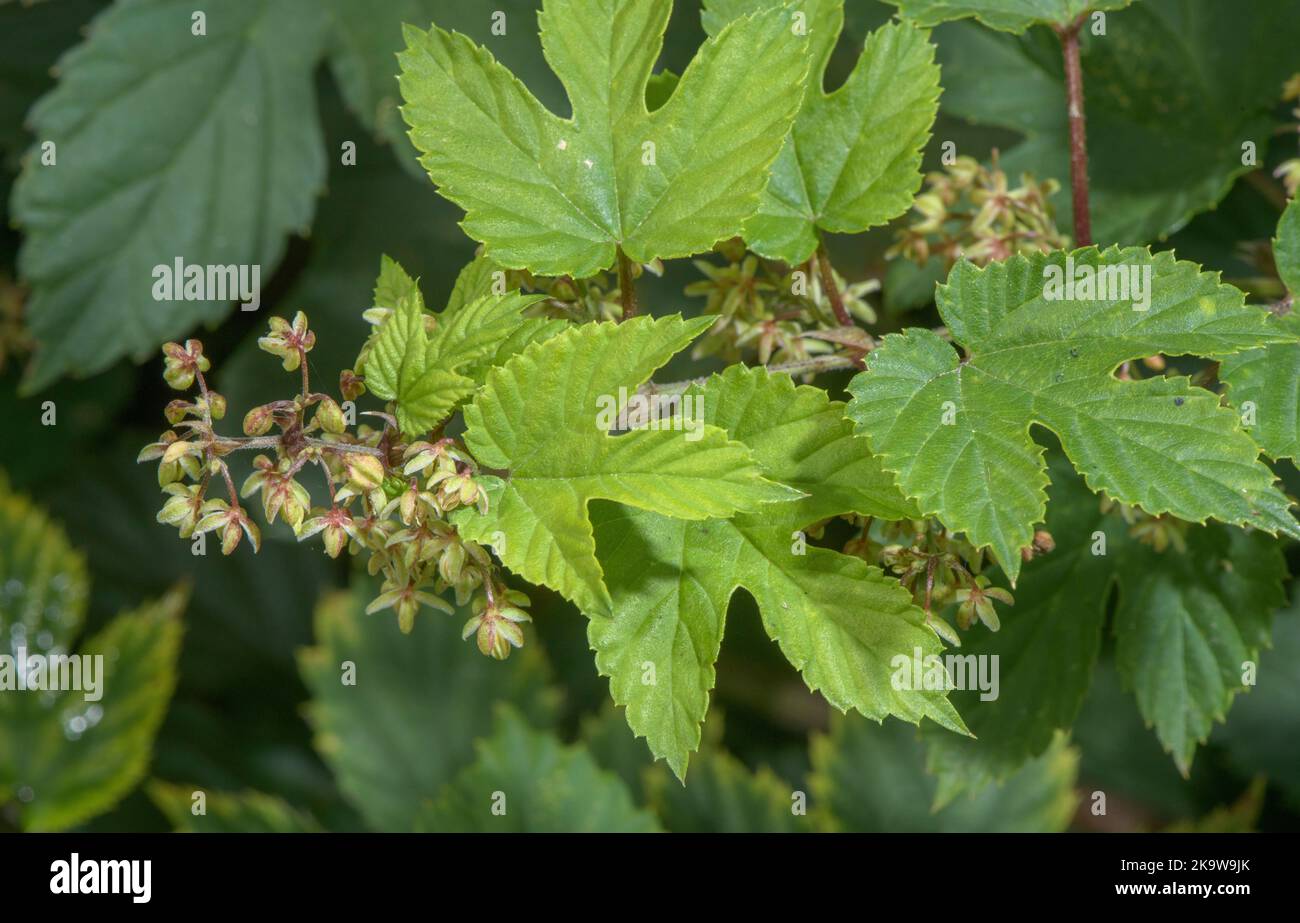 Wild Hop, Humulus lupulus, pianta femminile in fiore in autunno. Foto Stock
