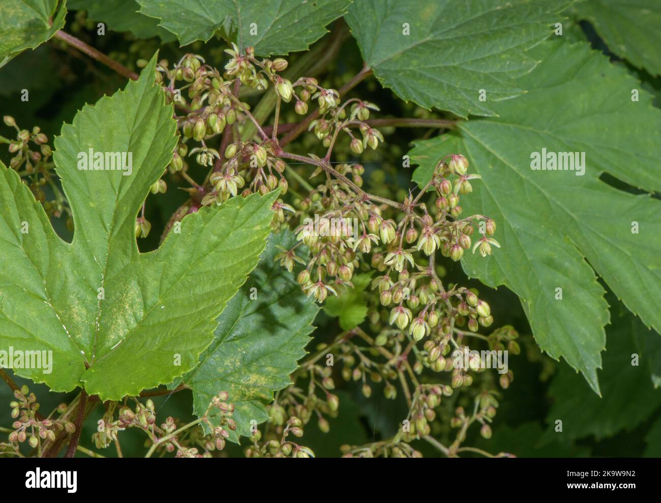 Wild Hop, Humulus lupulus, pianta femminile in fiore in autunno. Foto Stock