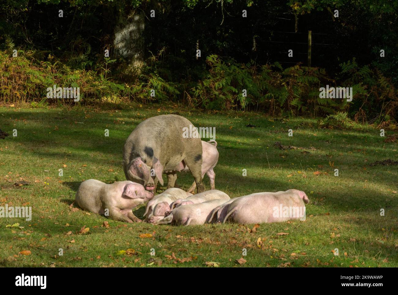 Gloucestershire Old Spot Pigs - scrofette e maialini - vicino a Minstead nel New Forest National Park, Hampshire. Autunno. Foto Stock
