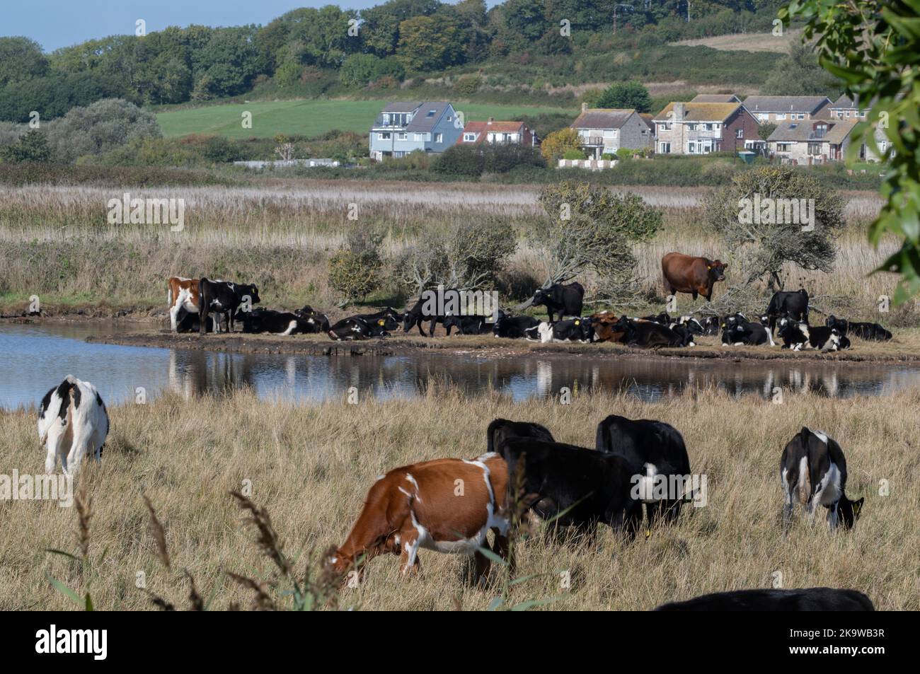 Bestiame al pascolo di praterie costiere presso la Riserva Naturale di Lodmoor (RSPB), Weymouth, Dorset. Foto Stock