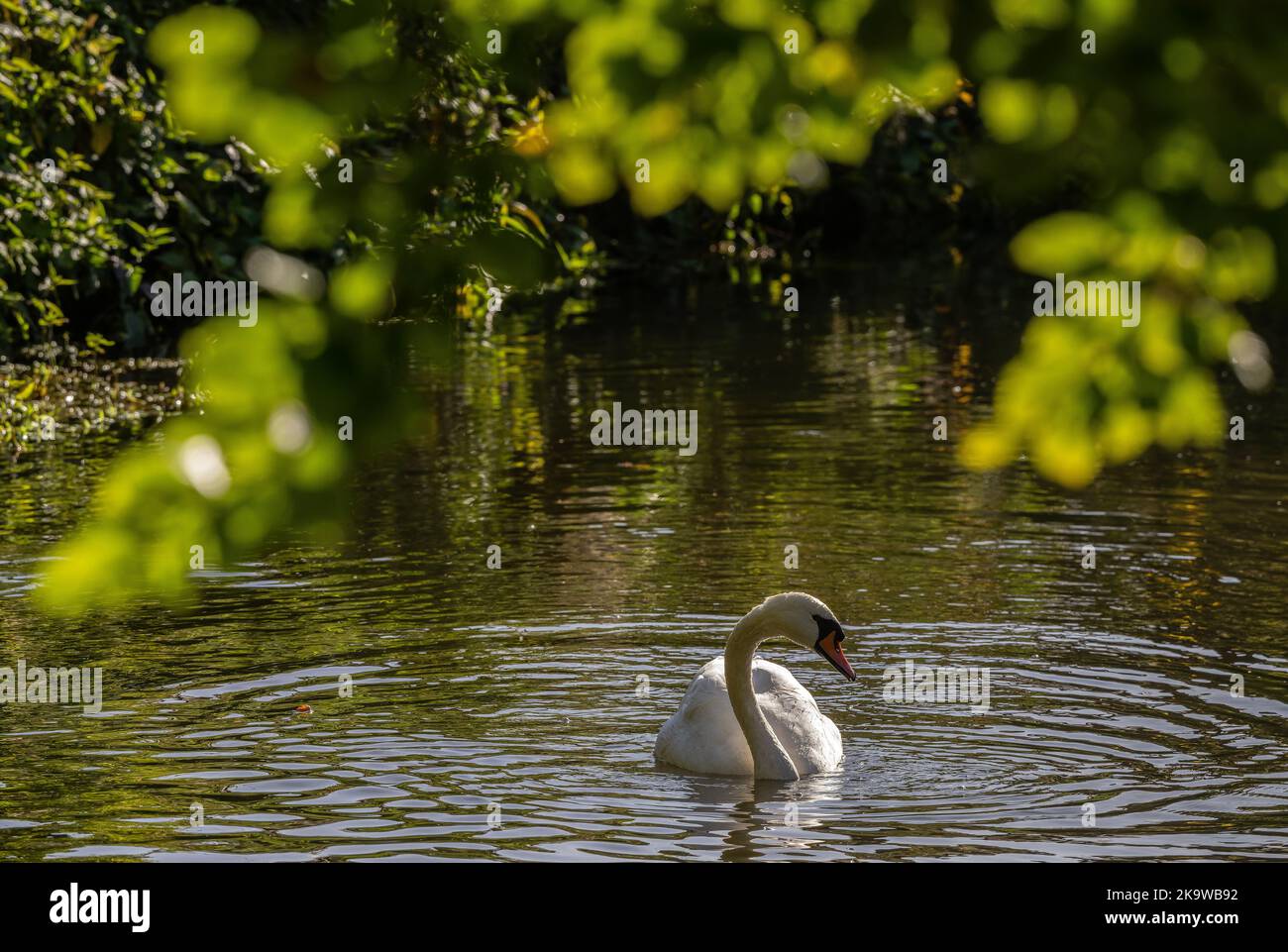 Cigno muto, Cygnus olor, sul lago boscoso in autunno. Foto Stock