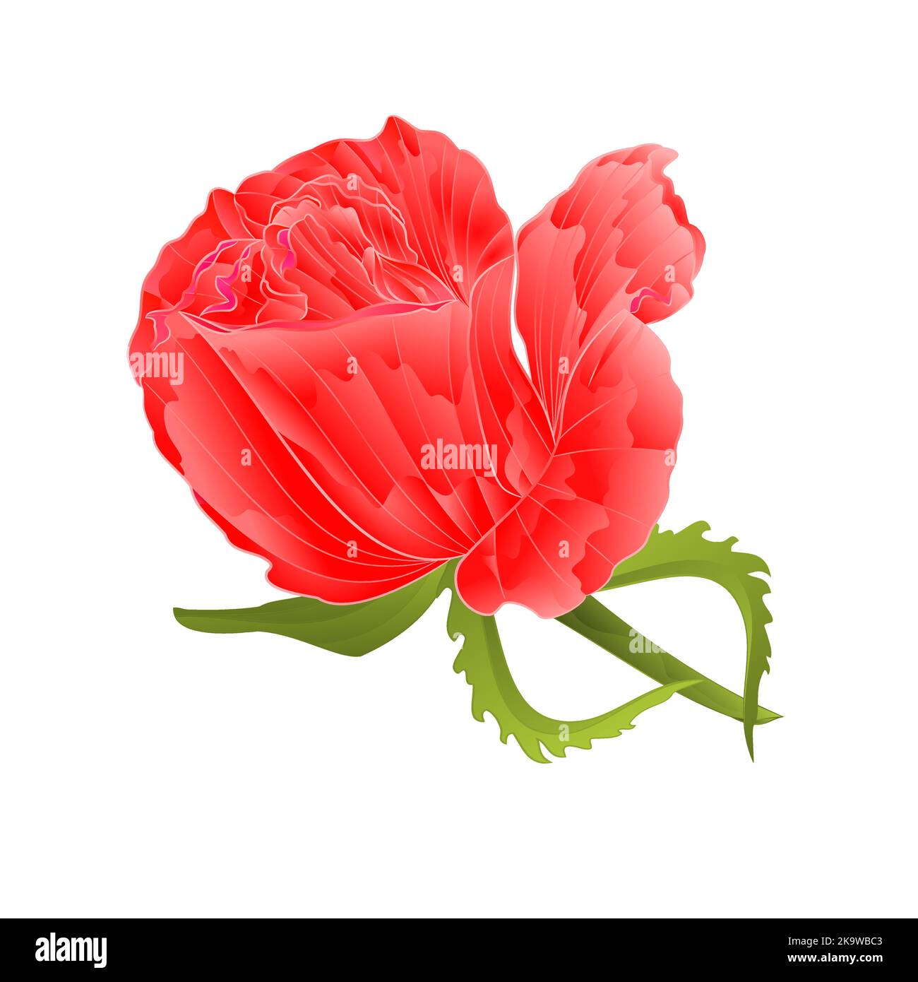 Rosa rosa e foglie su sfondo bianco vintage vettore illustrazione modificabile disegno a mano Illustrazione Vettoriale