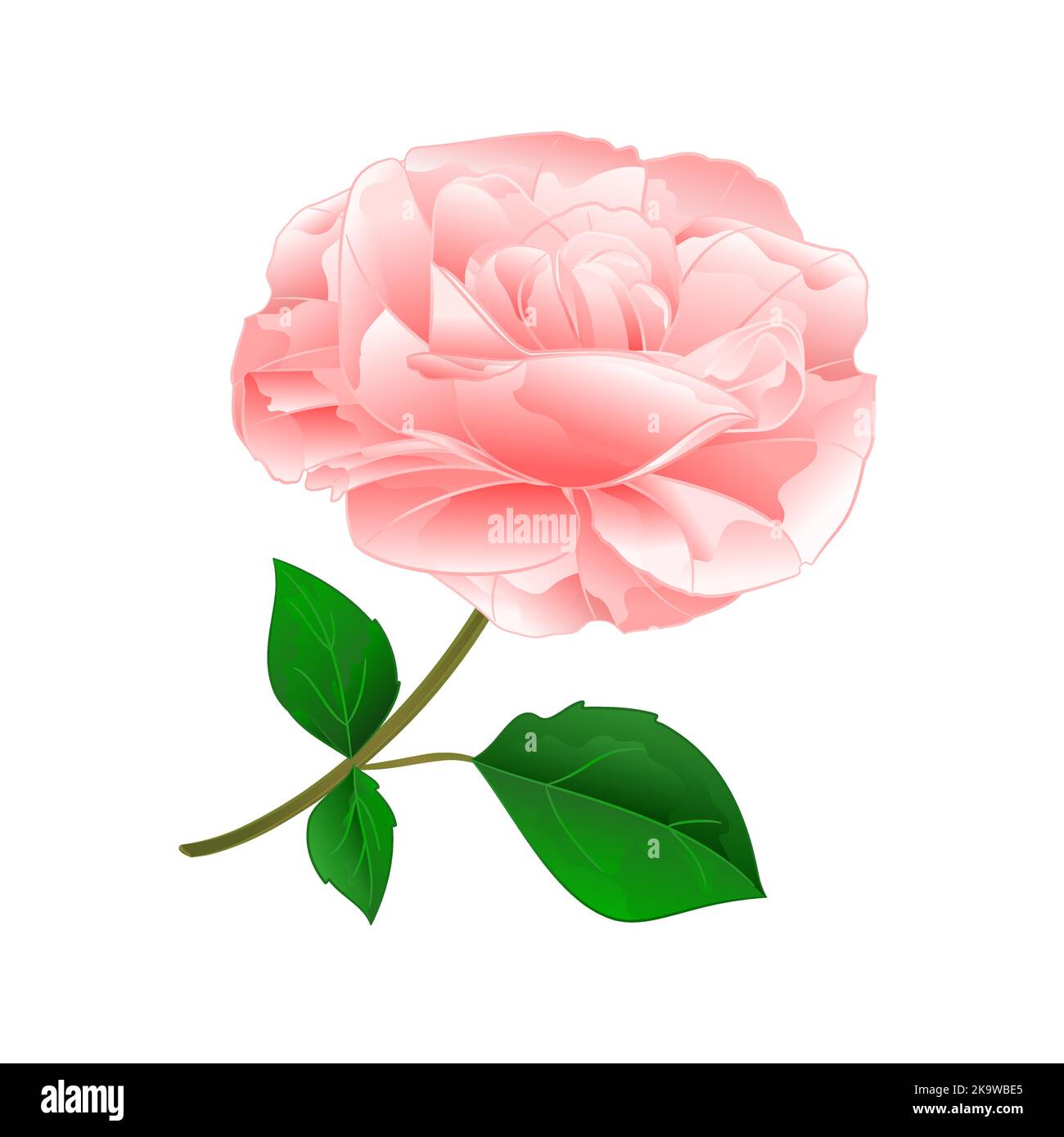 Rosa fiore rosa ramoscello con foglie sfondo natura vintage vettore modificabile illustrazione mano disegno Illustrazione Vettoriale