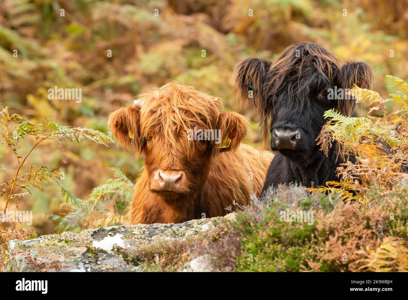 Due vitelli inquisitivi delle Highlands scozzesi, uno marrone e uno nero, rivolti in avanti in saliscottino dorato. Spazio per la copia. Orizzontale. Foto Stock