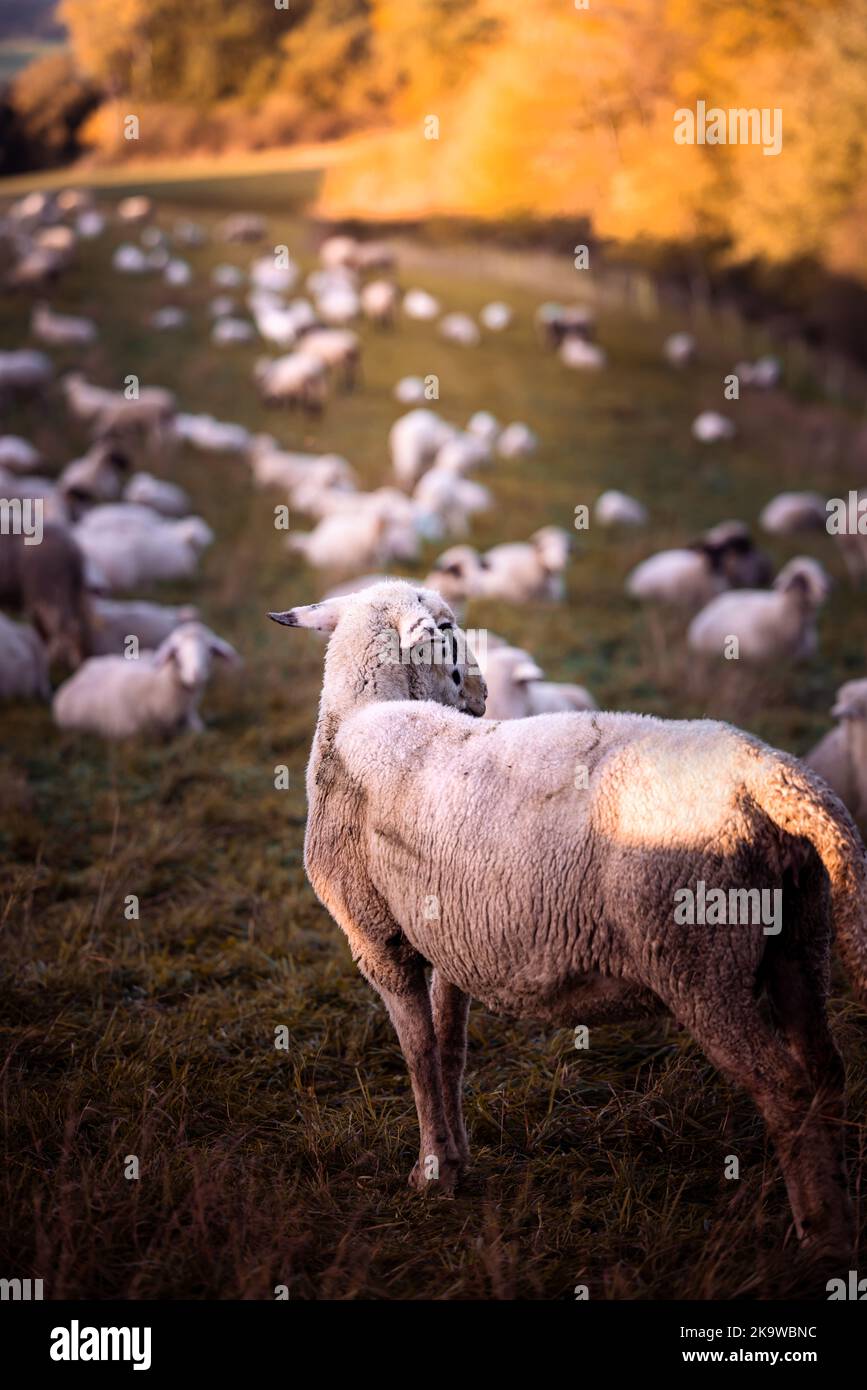 Pecora con gregge di pecora nel campo nella luce calda di alba, Germania, Europa Foto Stock
