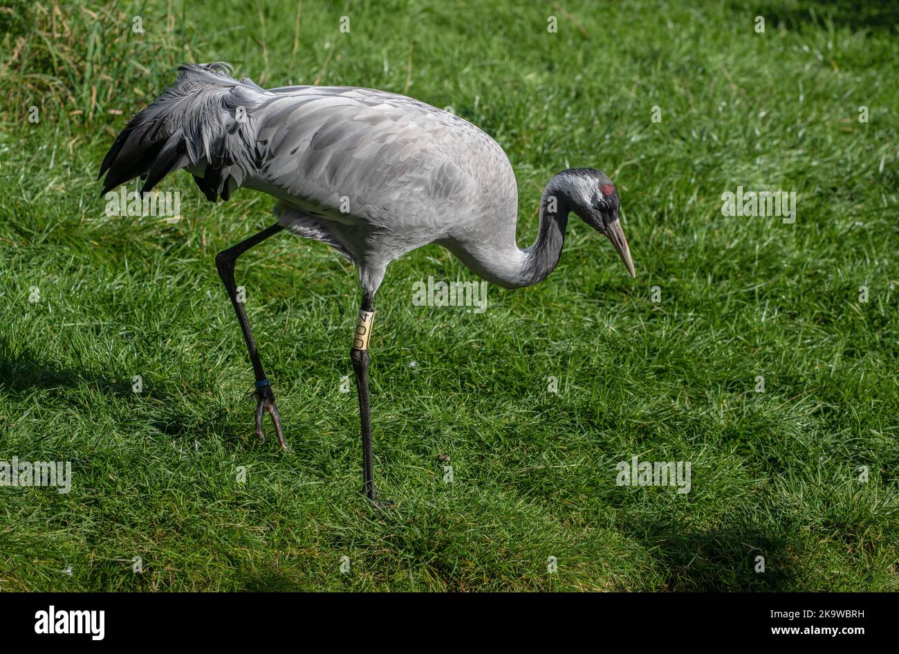 Gru comune, Grus grus, che si nutrono in pascolo a Norfolk. Autunno. (Prigioniero) Foto Stock
