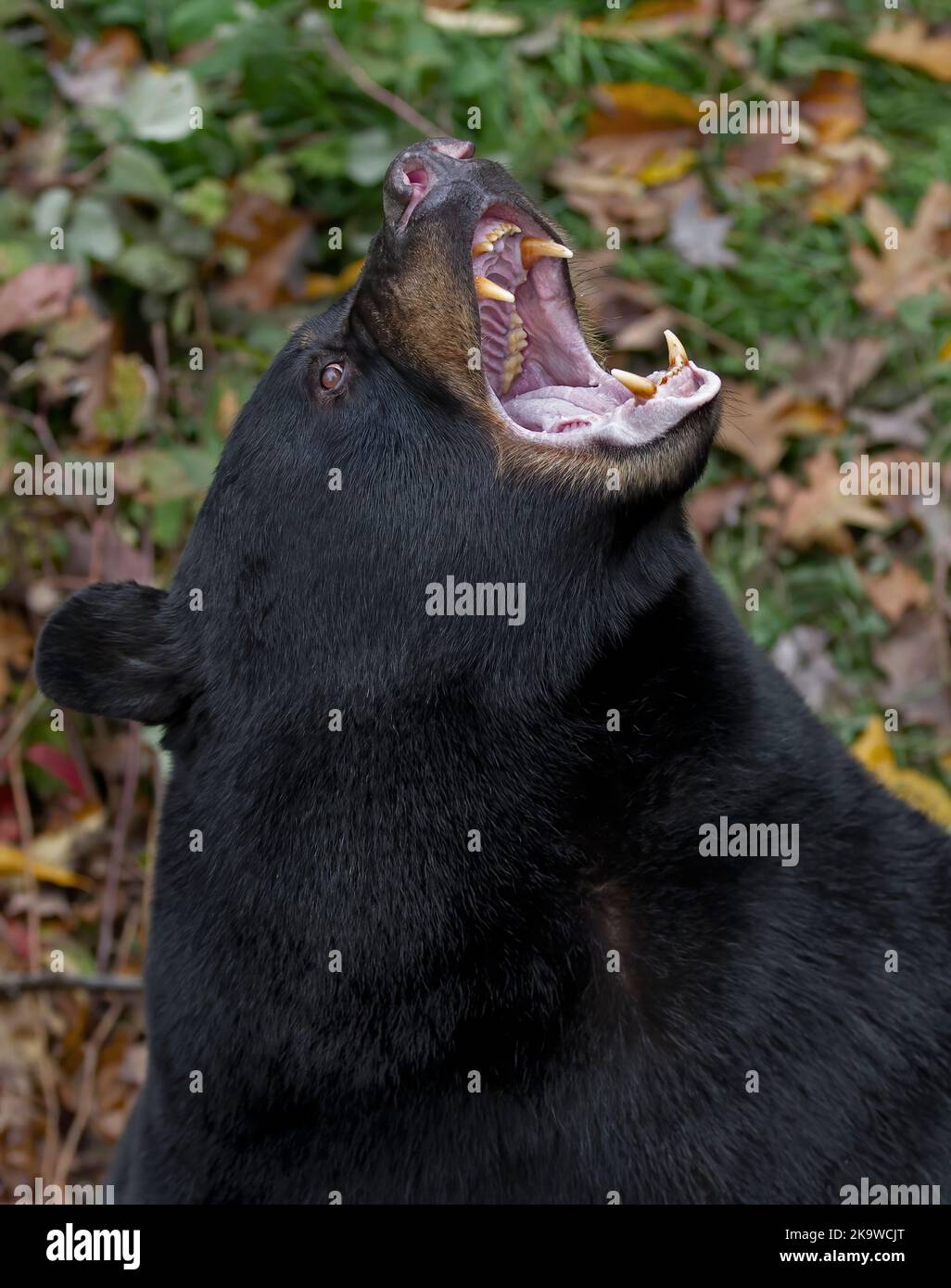 Primo piano dell'orso nero con bocca aperta in Canada Foto Stock